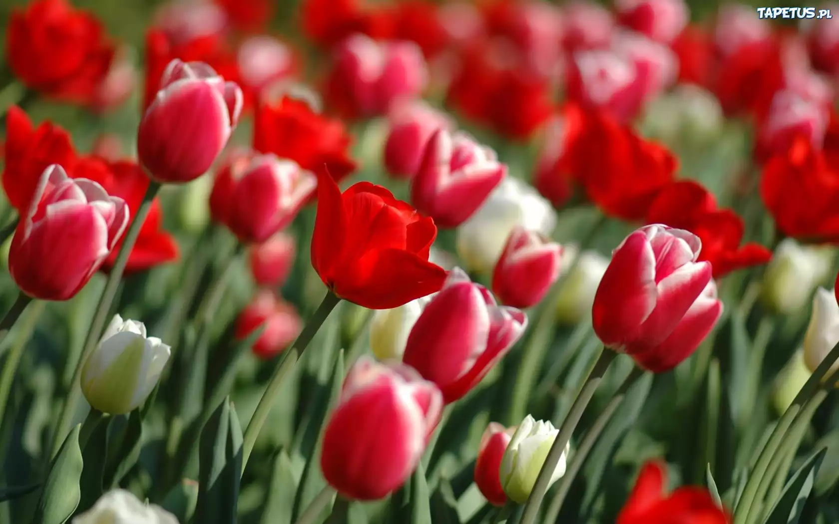 Kwiaty, Tulipany, Łan