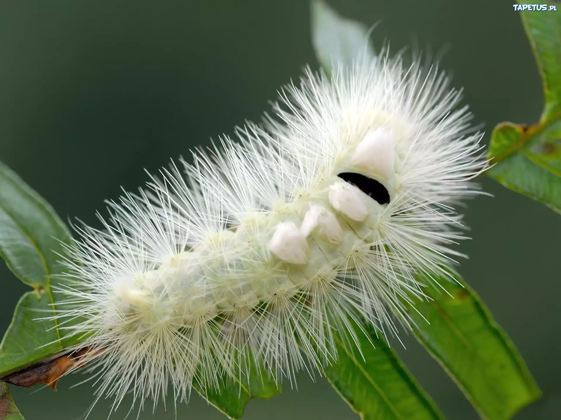 Гусеница белой бабочки. Мохнатая гусеница шелкопряд. Гусеница бабочки Carthaea saturnioides. Гусеница пятнистый апателодес. Гусеница альбинос.