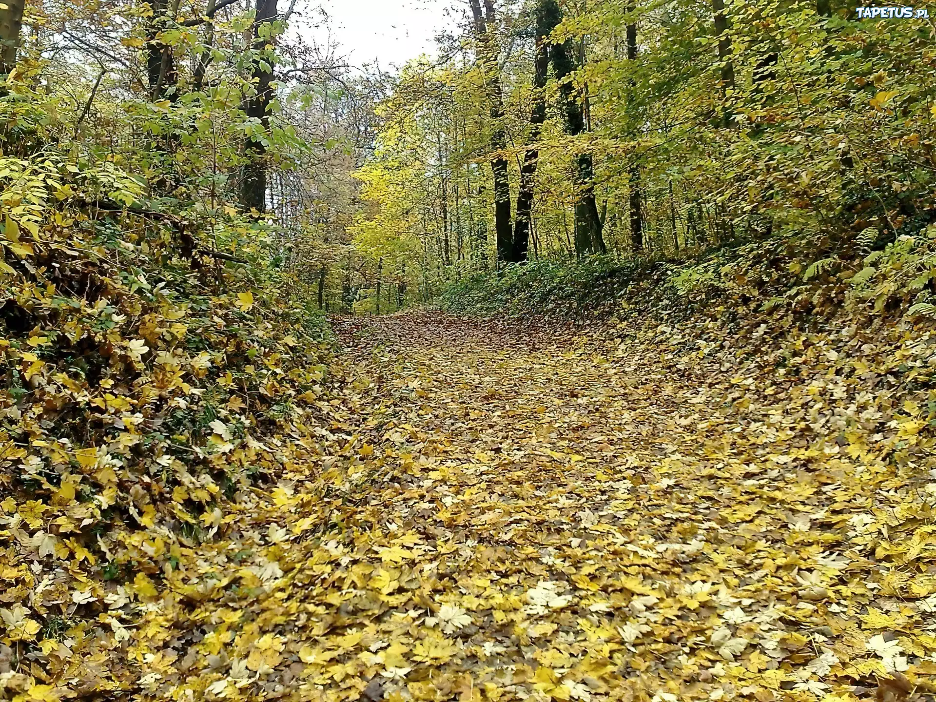 Las, Liście, Ścieżka