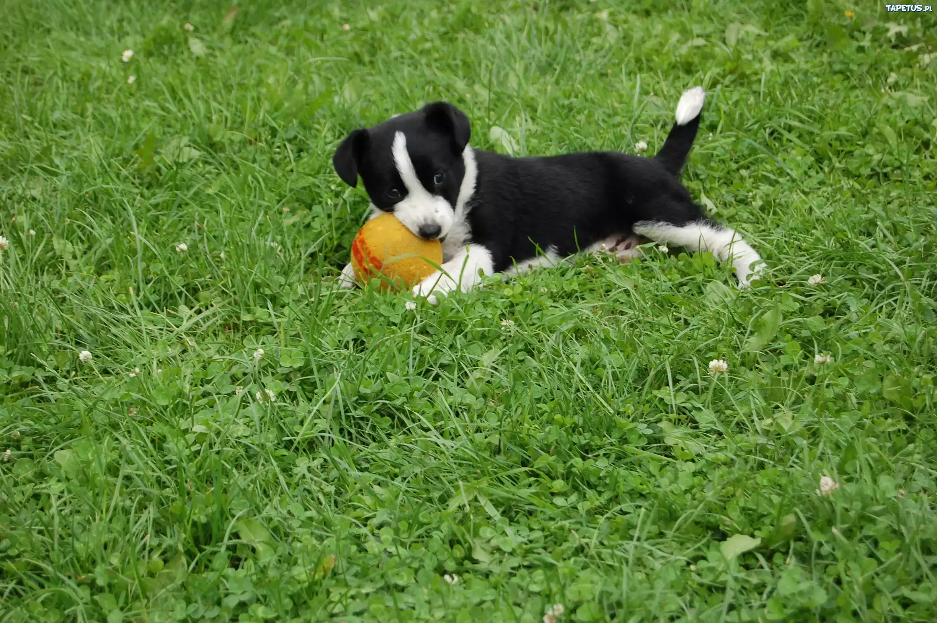 Szczeniak, Piłeczka, Trawa, Border Collie