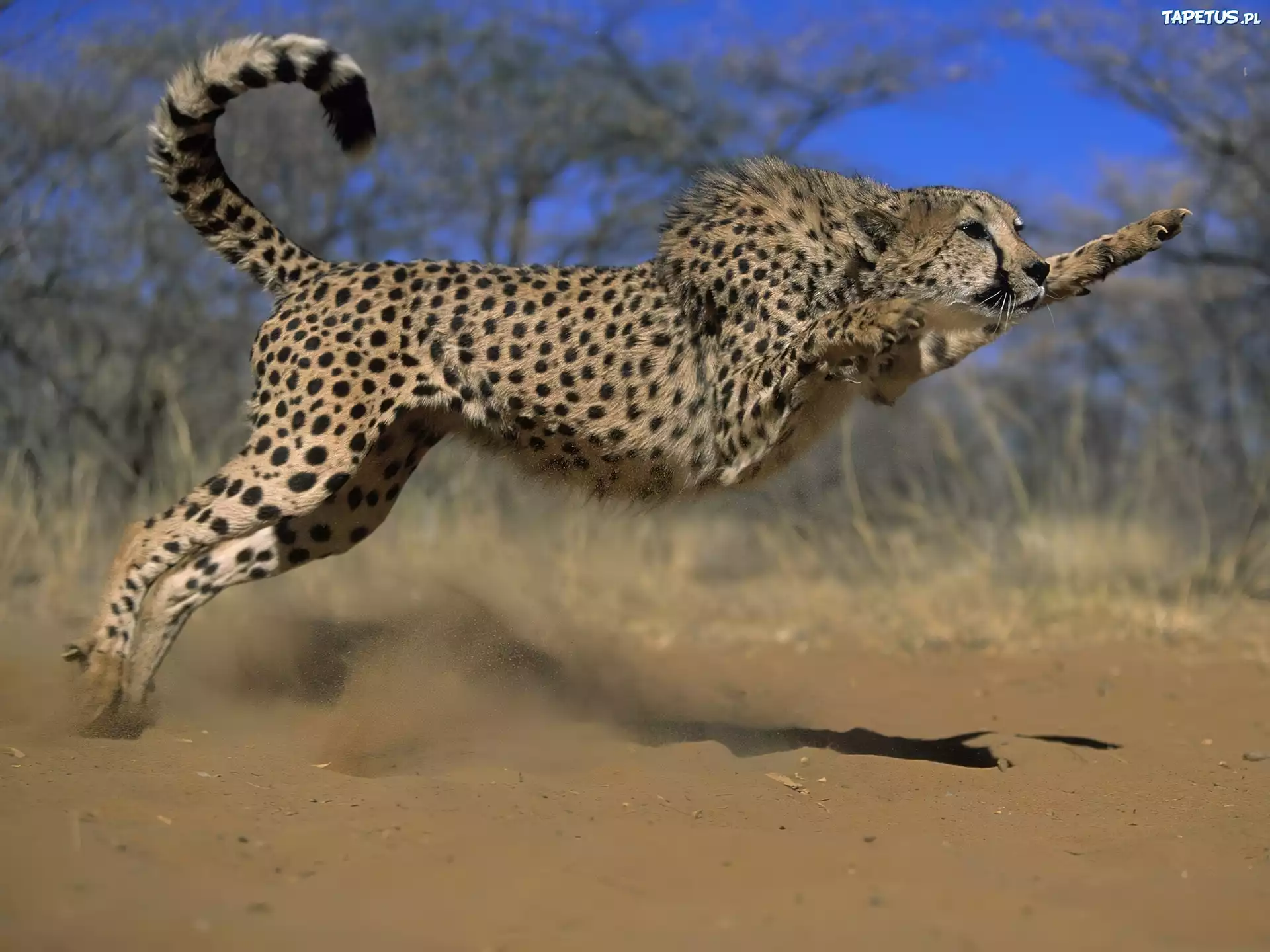 Polujący, Gepard