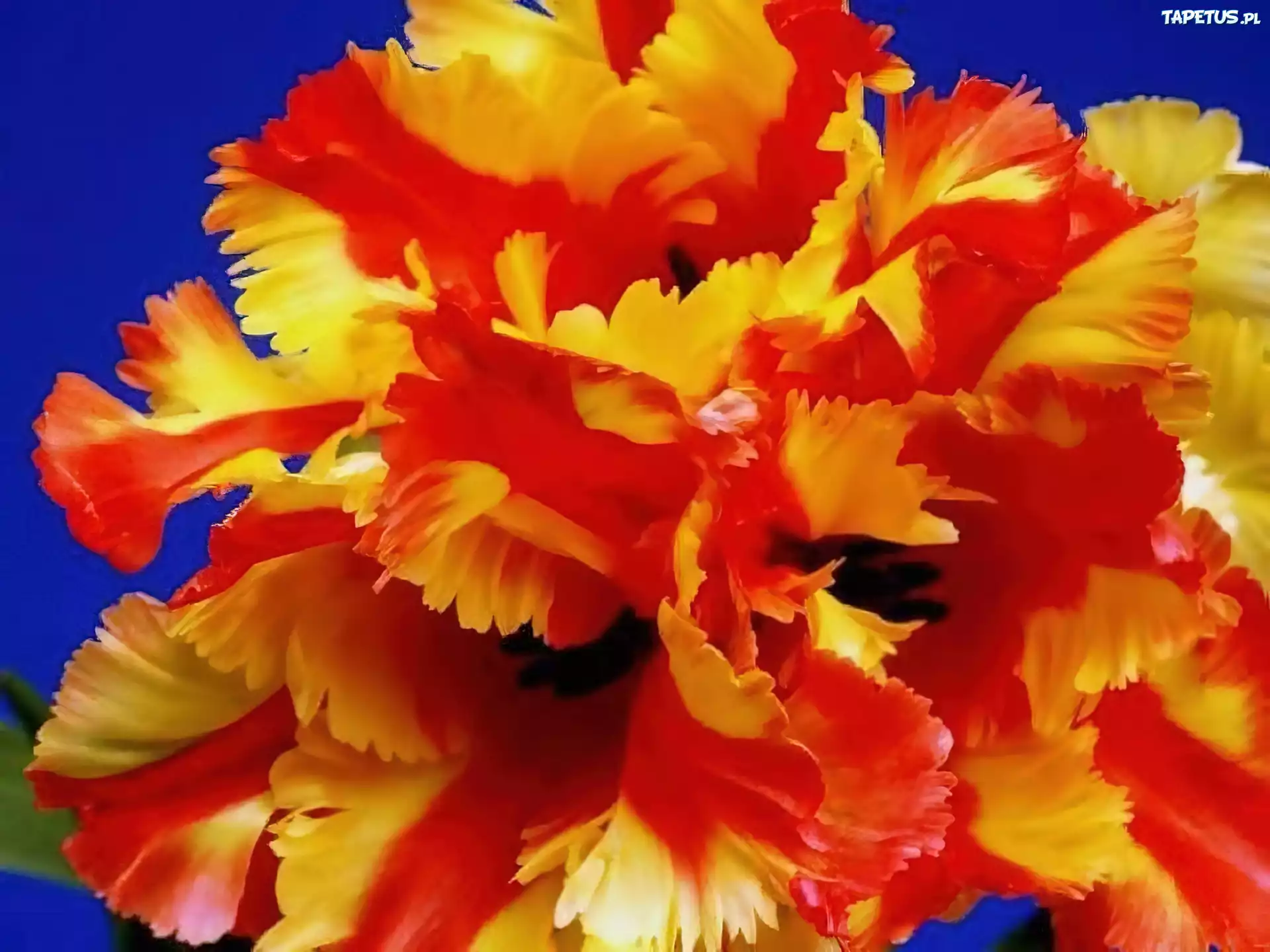 Żółto, Pomarańczowy, Tulipan