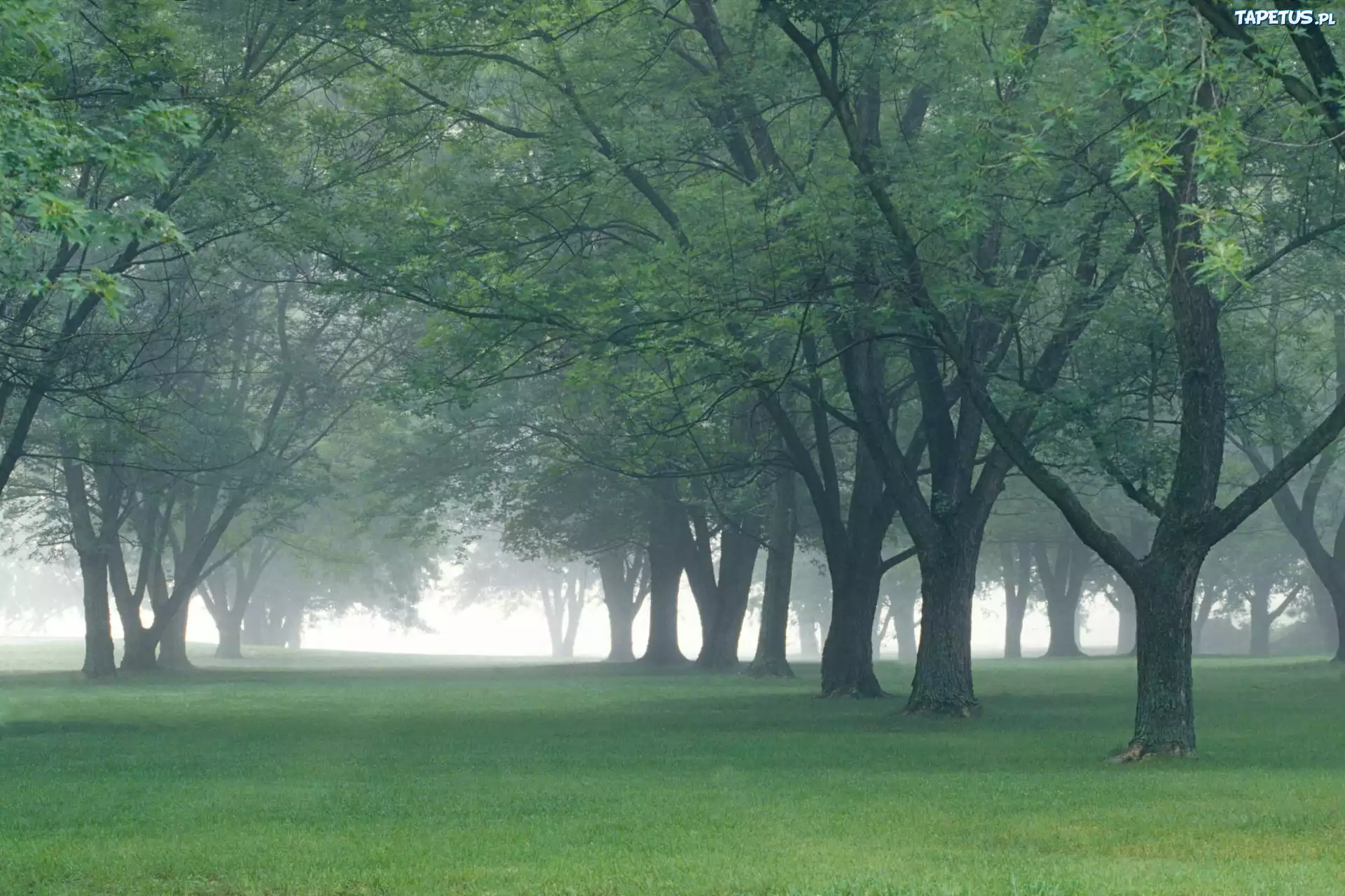 Park, Mgła, Drzewa