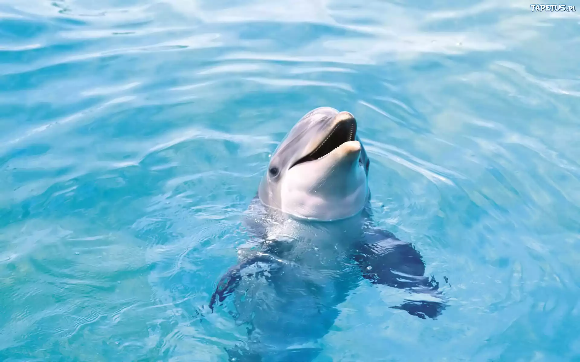 Delfin, Błękitna, Woda