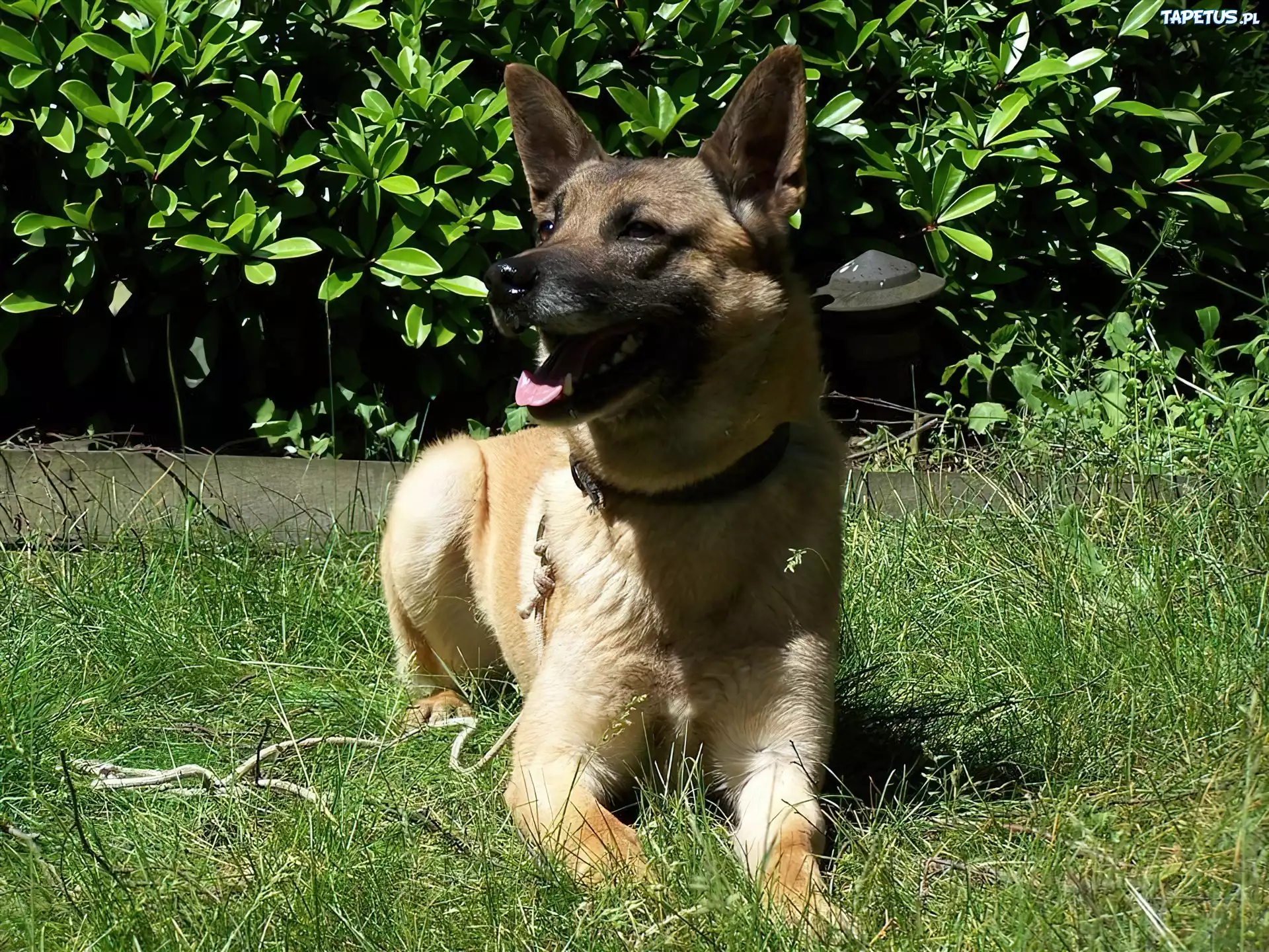 Pysk, Owczarka belgijskiego Malinois
