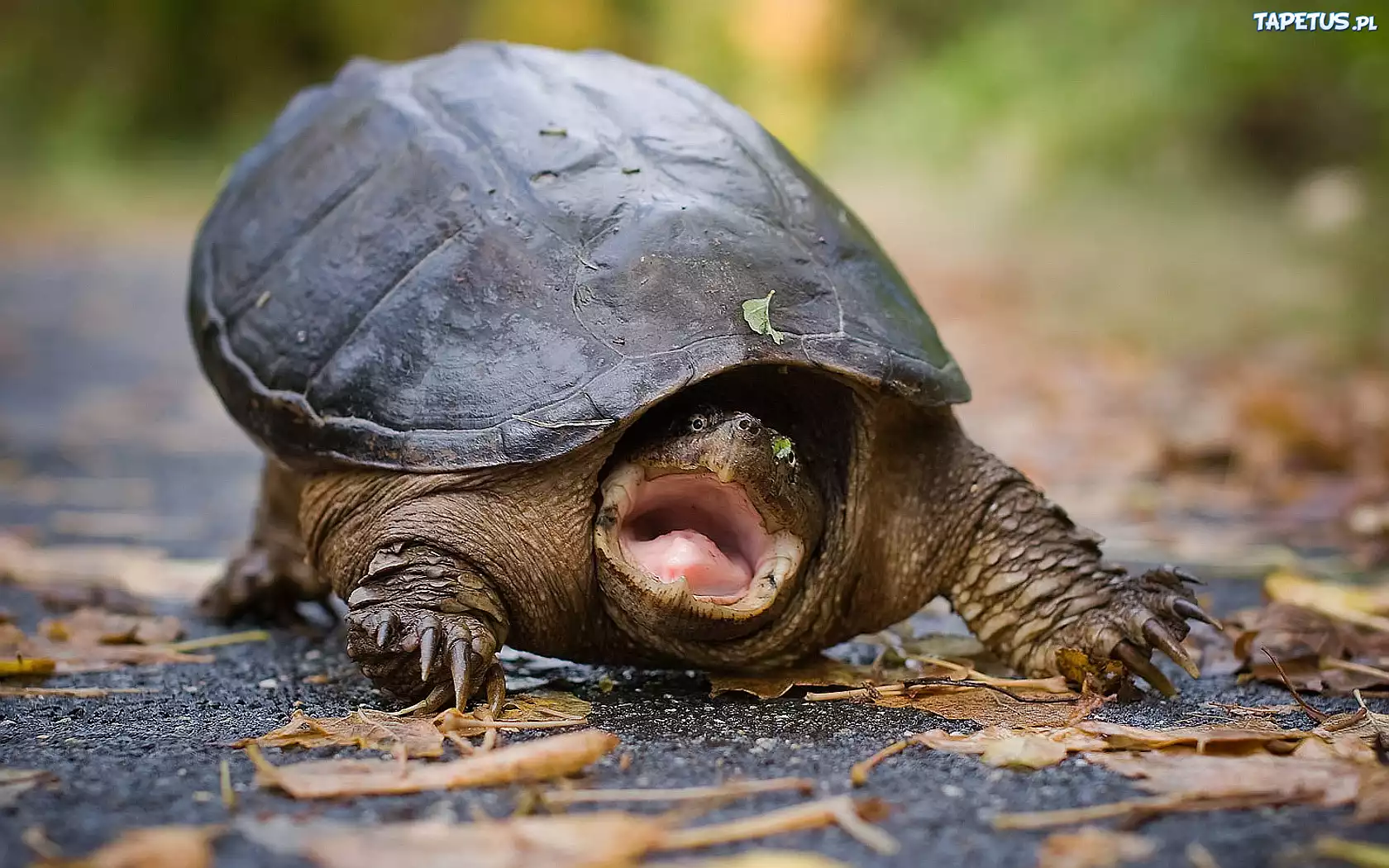Żółw, Język