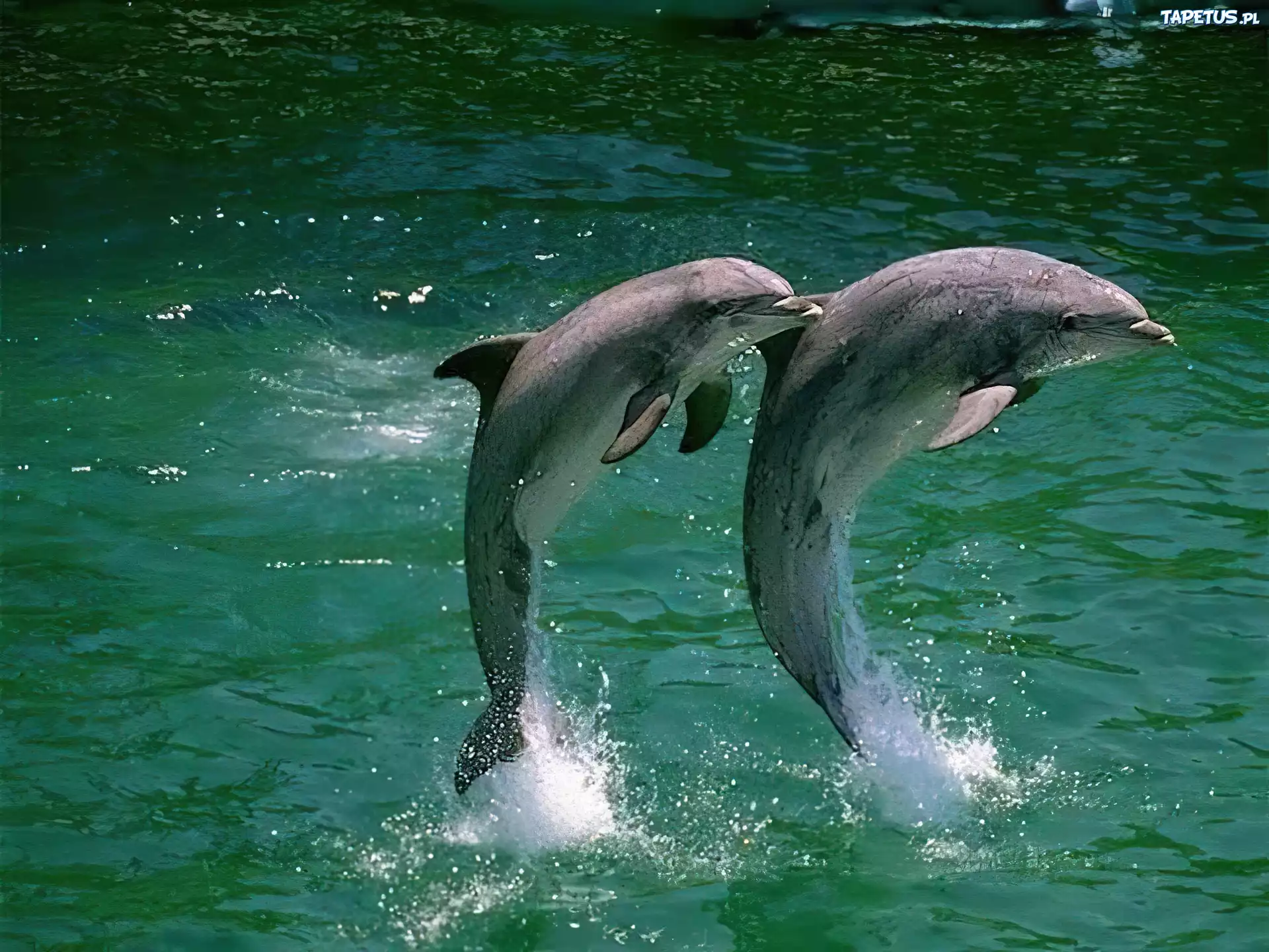 Dwa, Delfiny, Skok