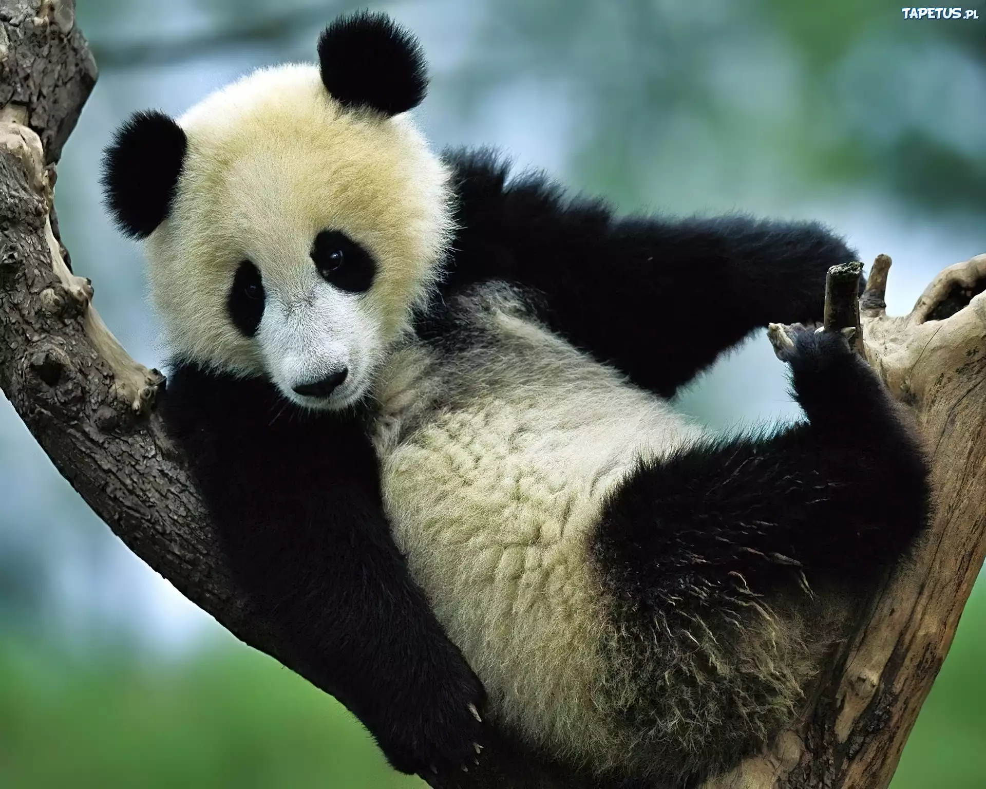 Panda, Wielka