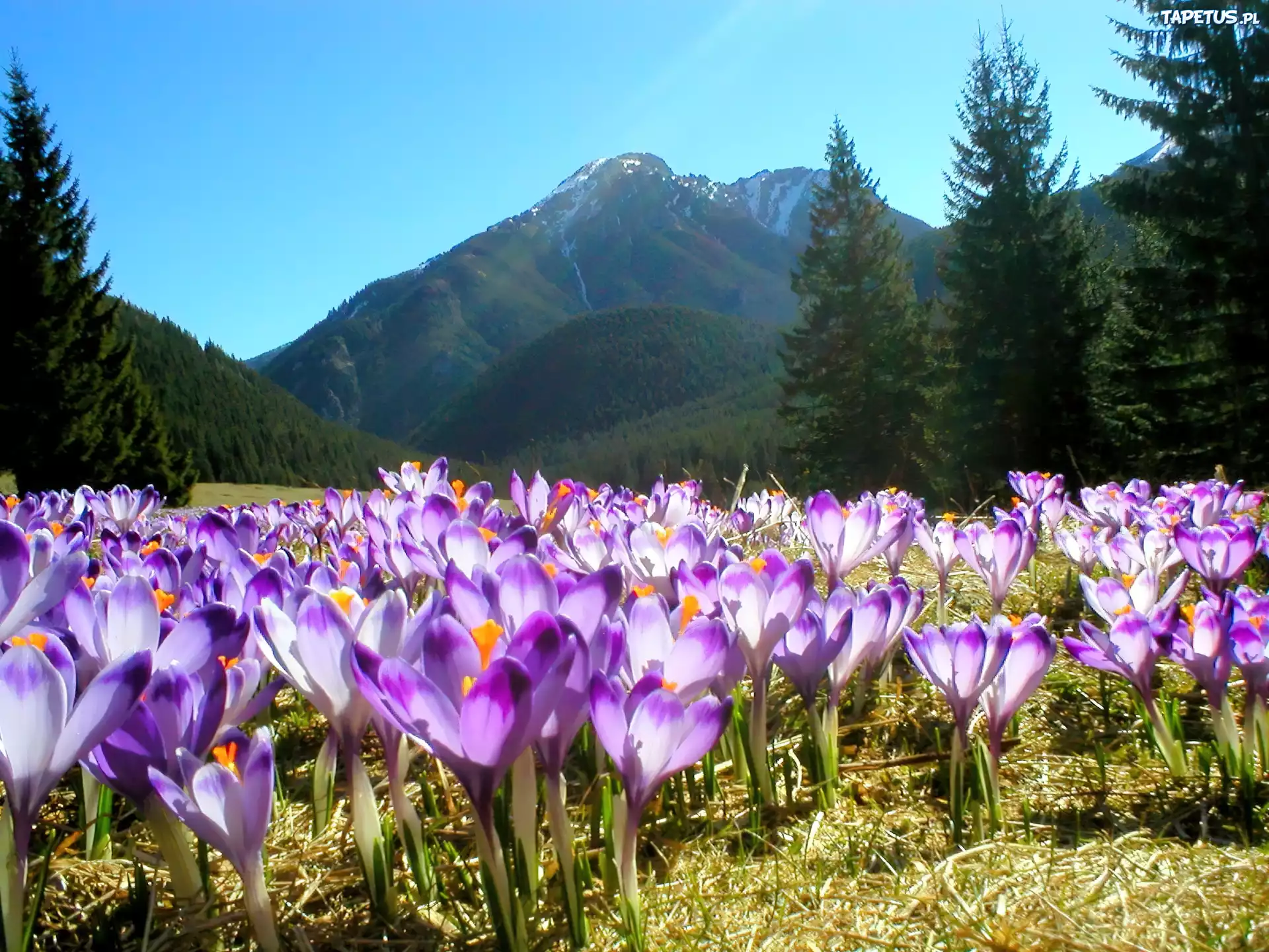 Krokusy, Tatry