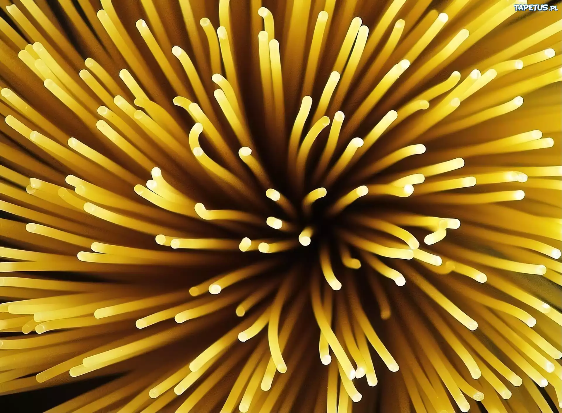 Makaron, Spaghetti