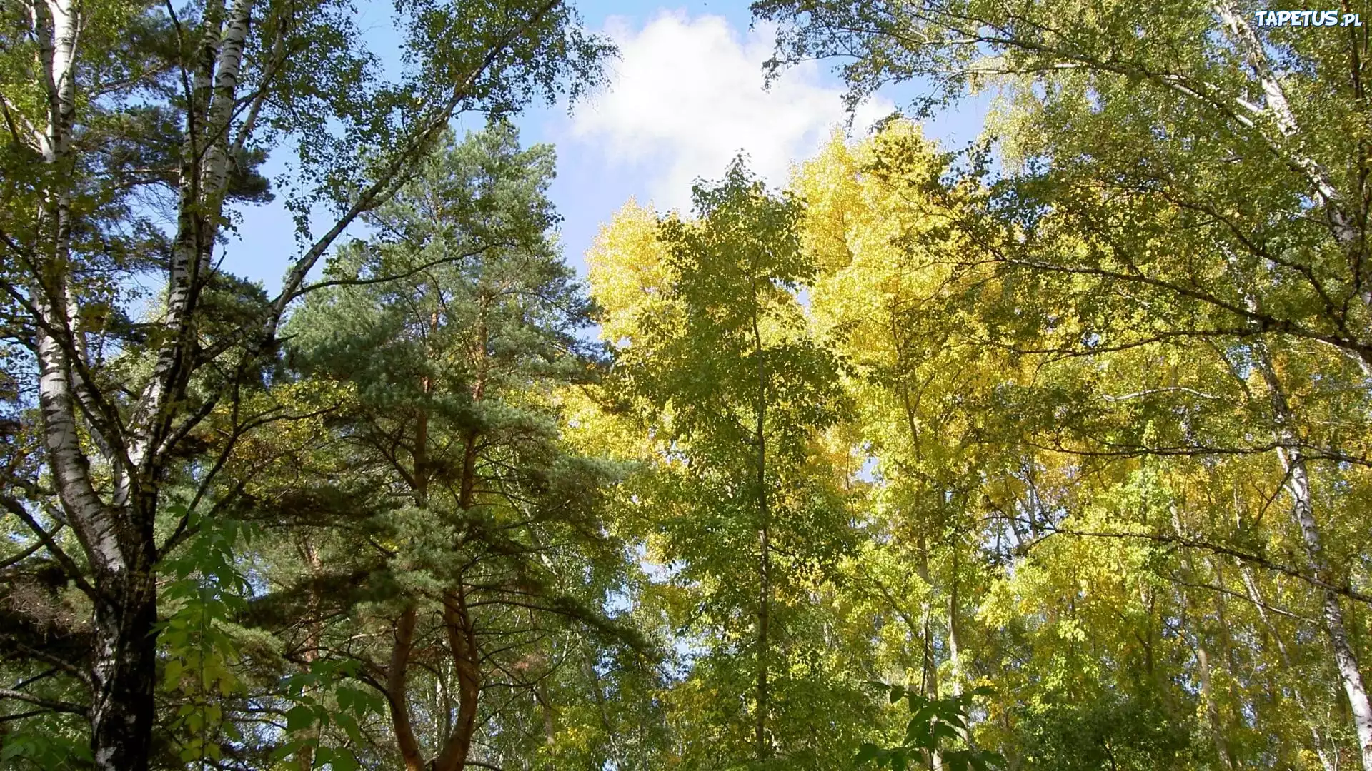 Wierzchołki, Drzew, Przebijające, Słońce