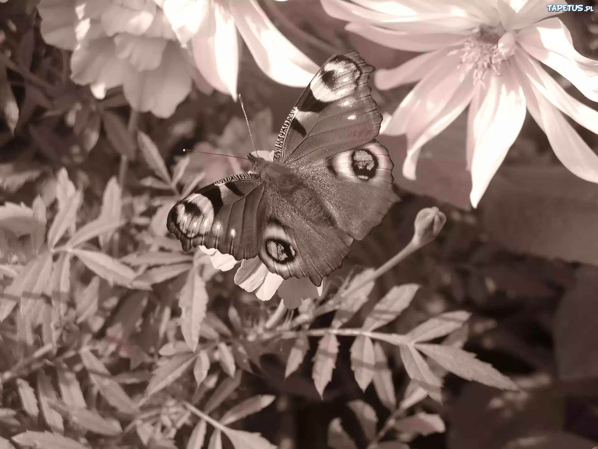 Motylek