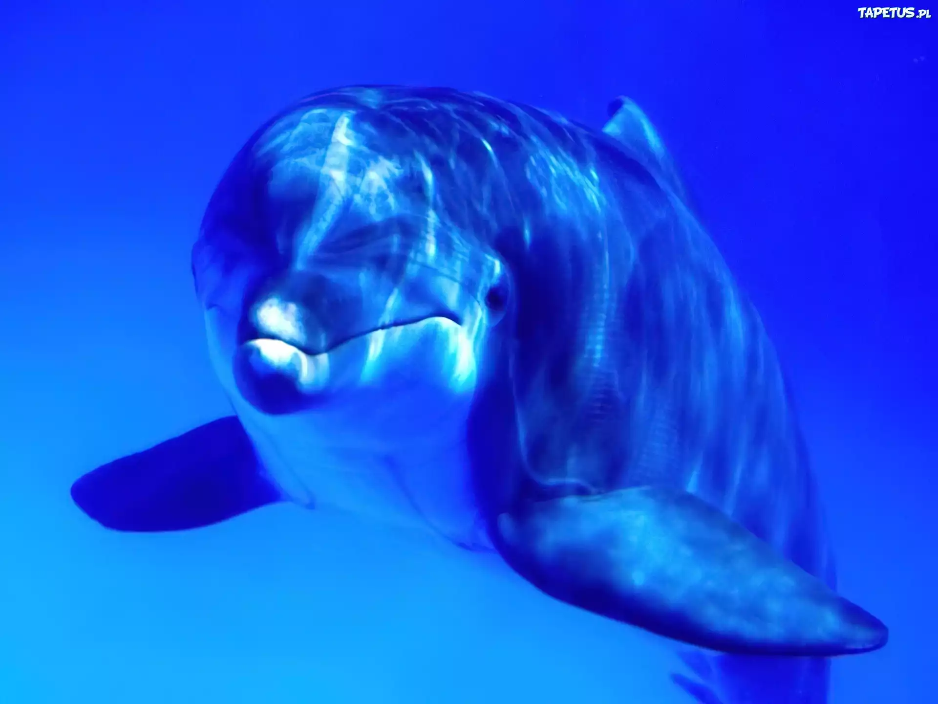 Delfin, Niebieska, Woda