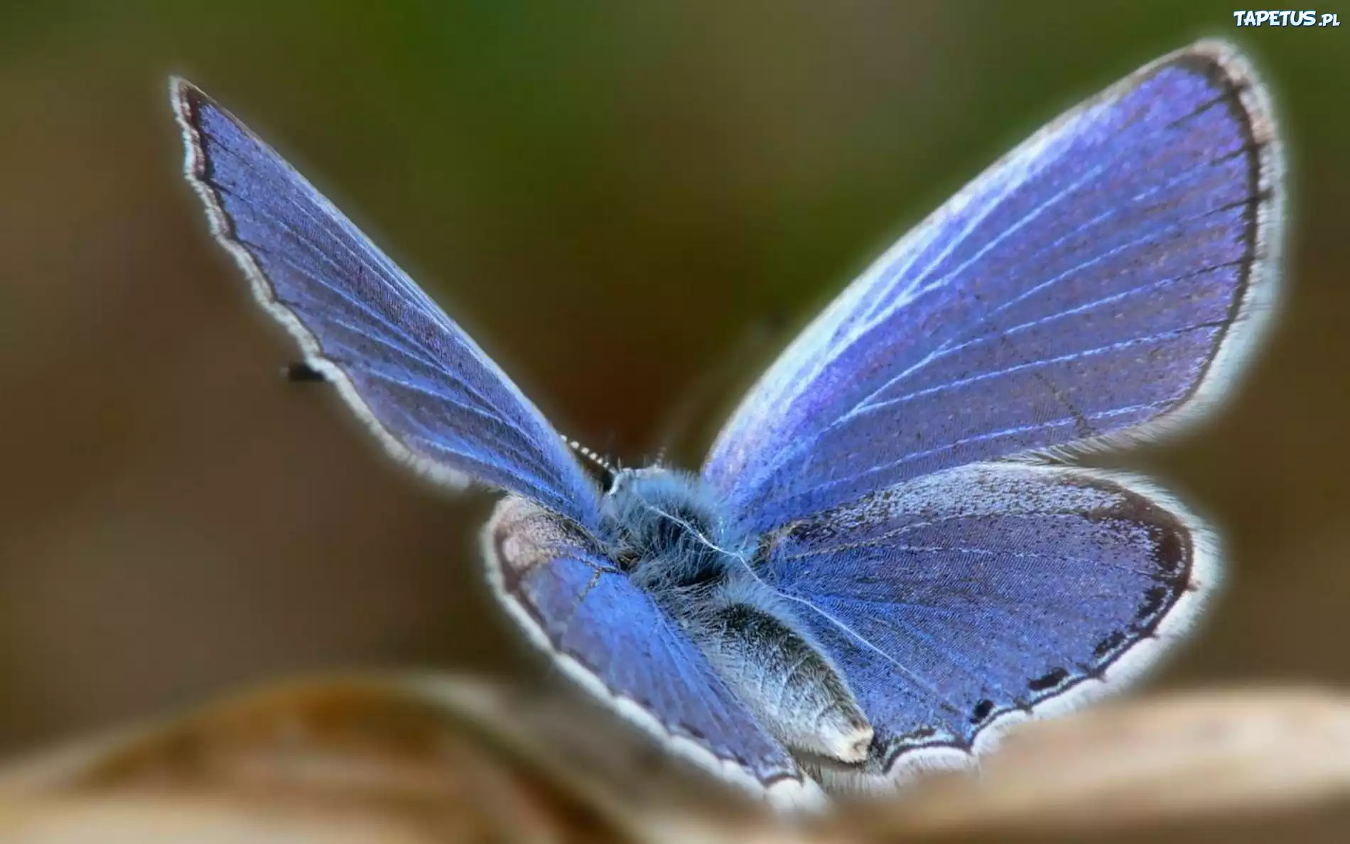 Motyl, Skrzydła, Pyłek