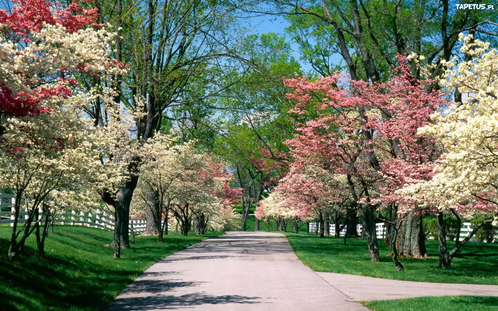 Park, Wiosna, Biało, Różowe, Drzewa