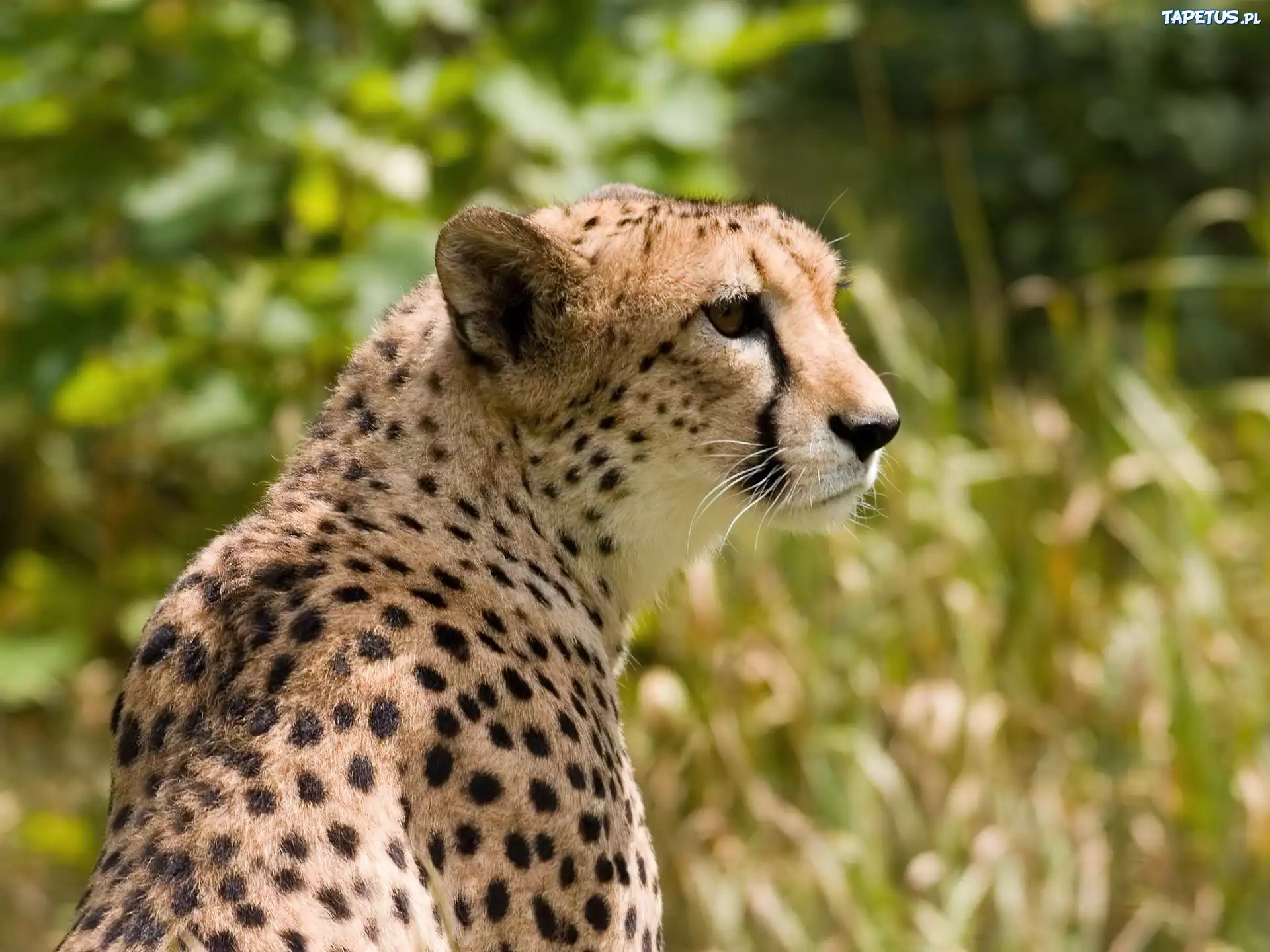 Gepard, Cętki