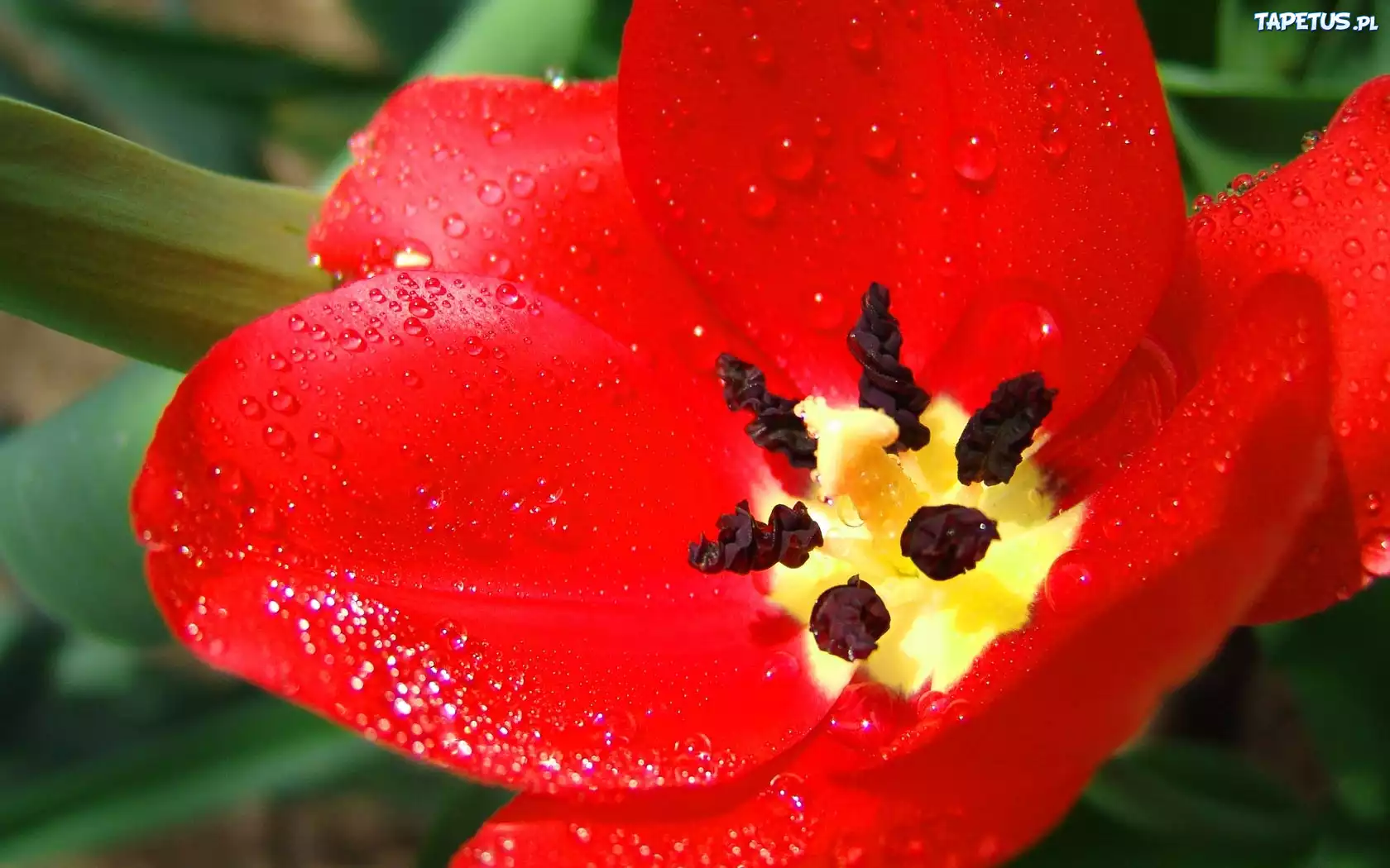 Tulipan, Rosa
