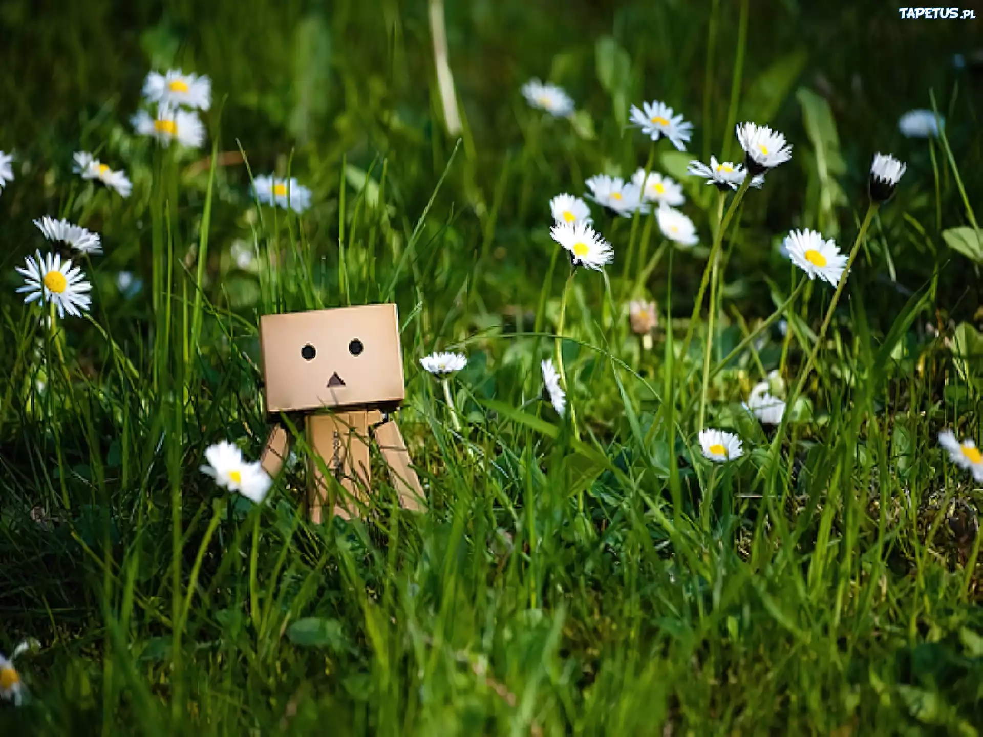 Danbo, Trawa, Stokrotki