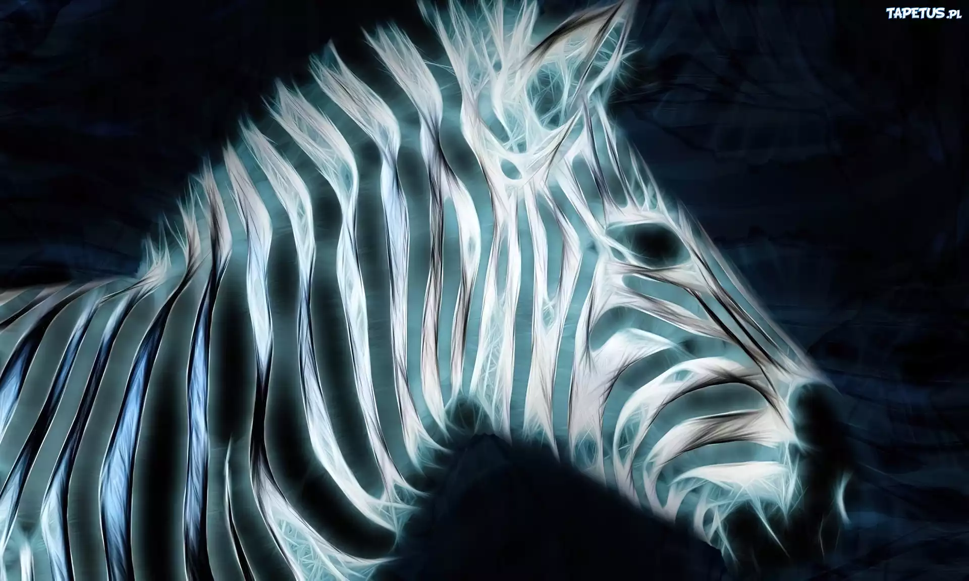 Zebra, 3D, Paski