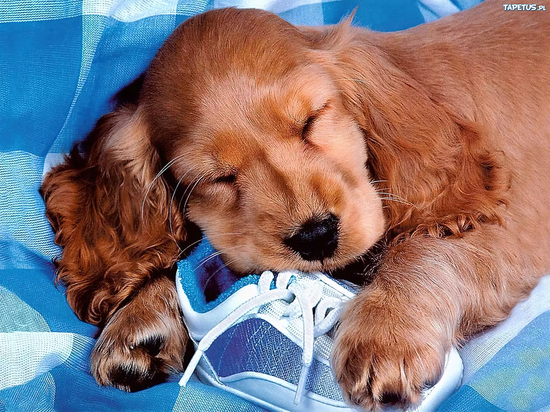 Pies, Sen, But, Cocker spaniel angielski