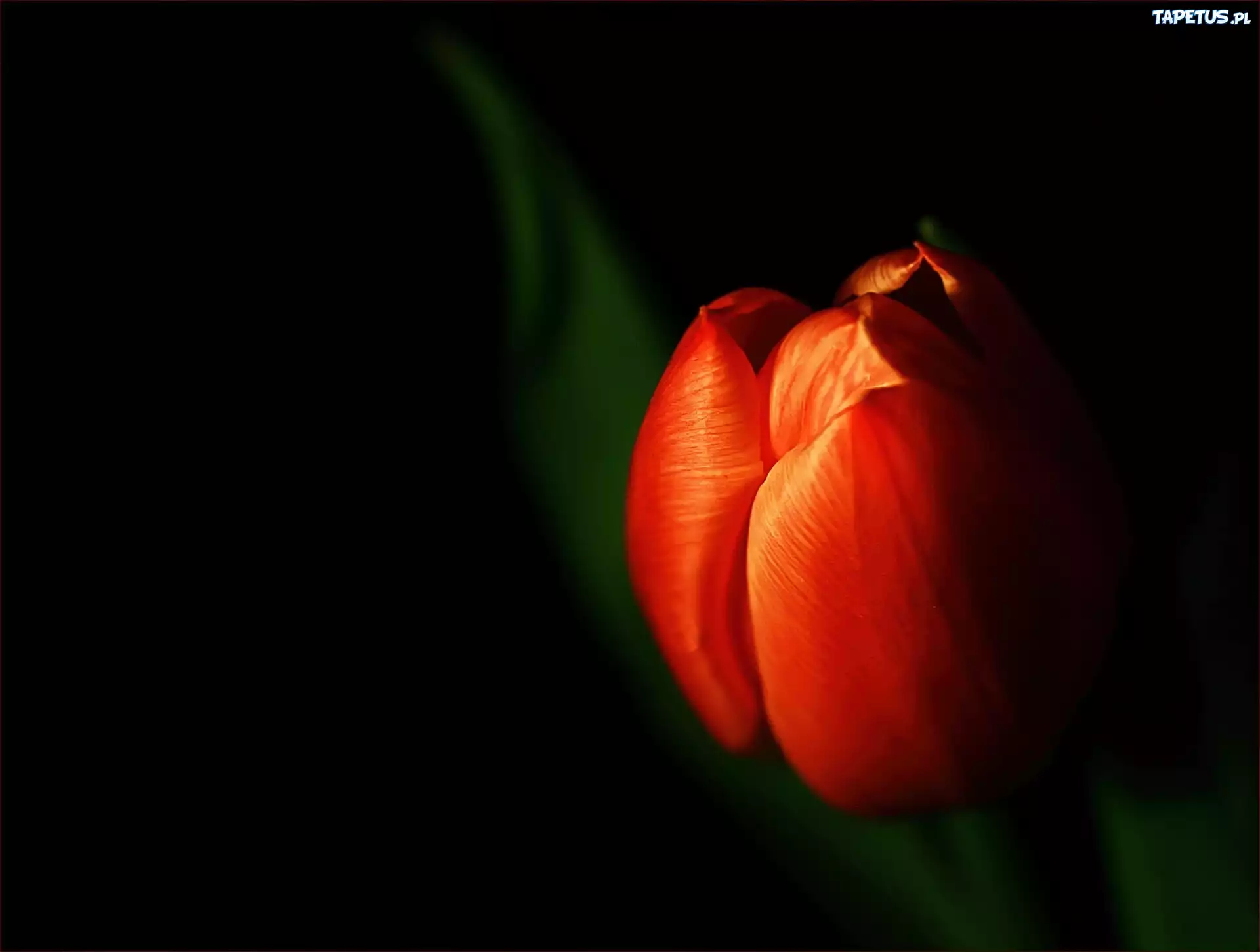 Tulipan, Czarne, Tło