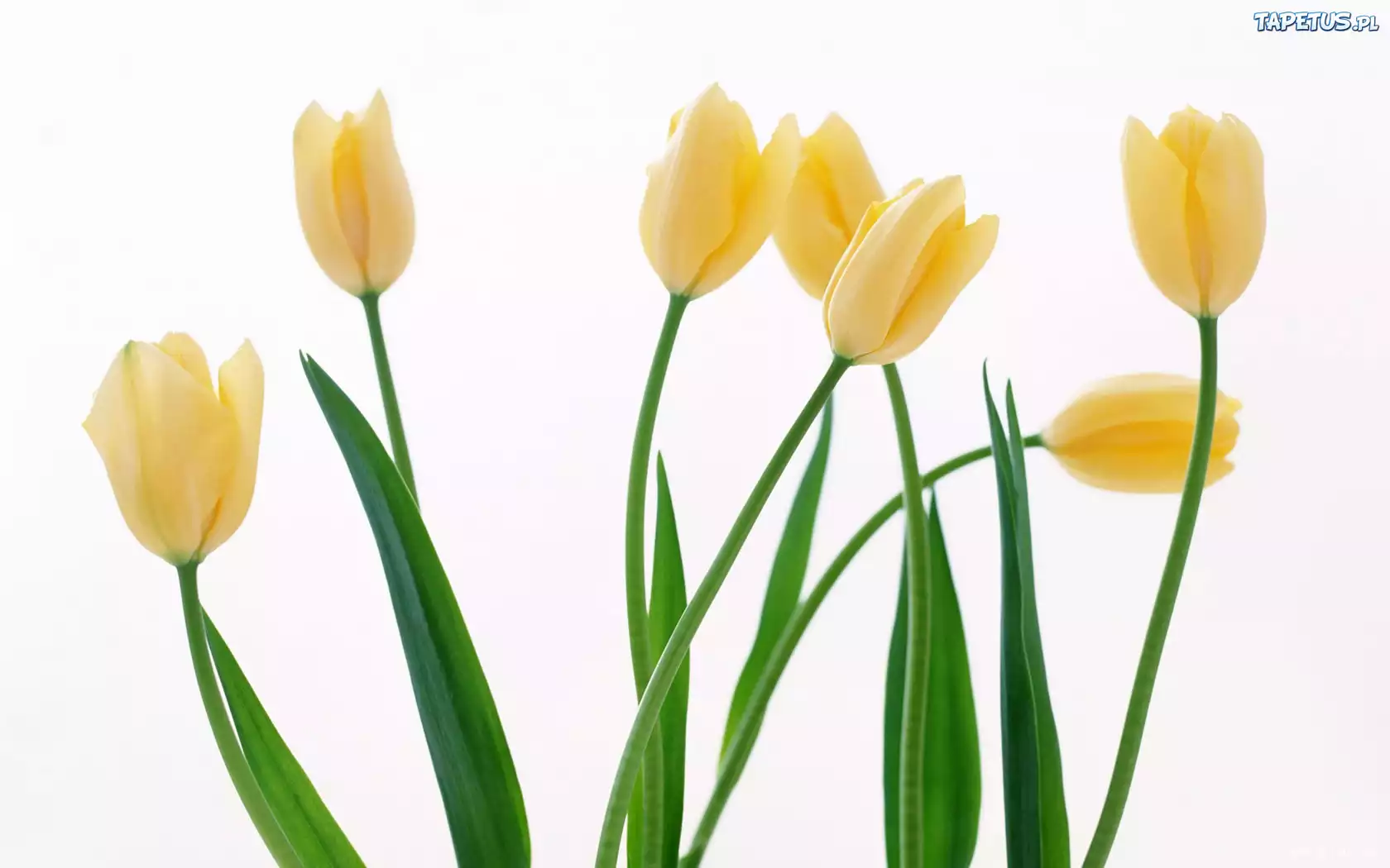Żółte, Tulipany