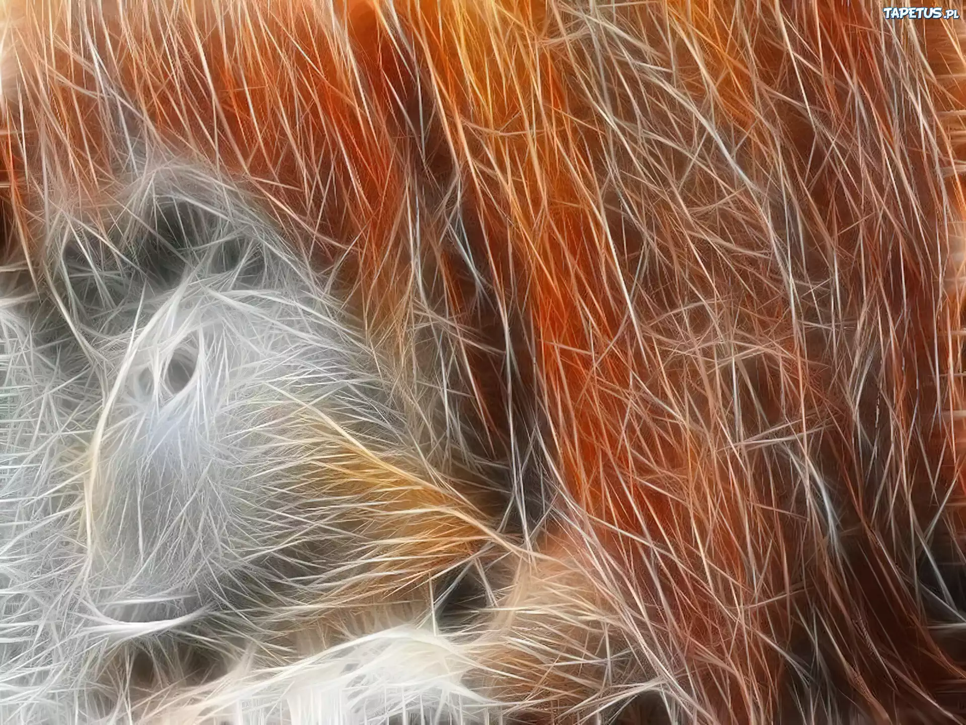 Rudy, Orangutan, Grafika