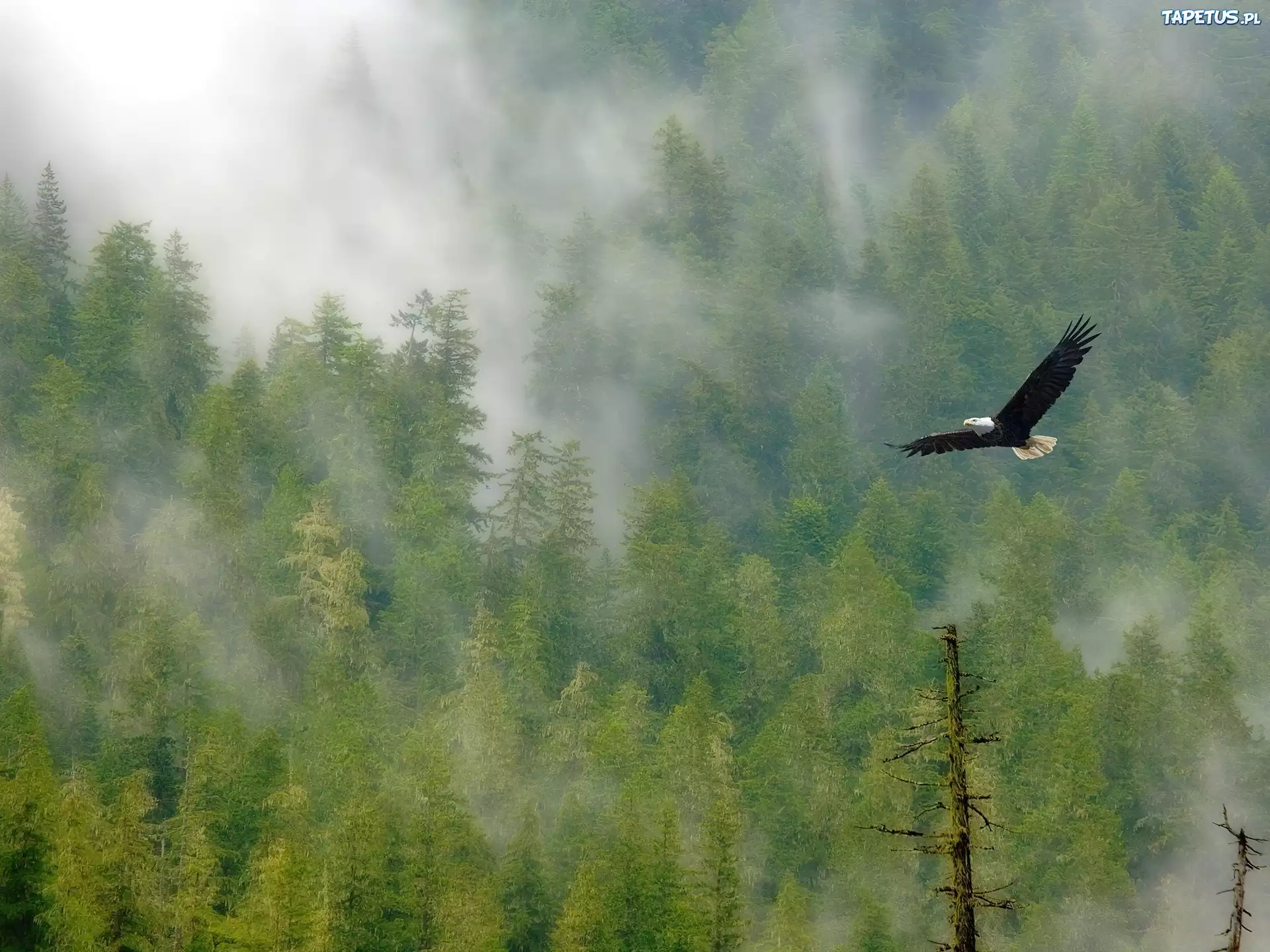Россия небо птица. Природа птицы. Птицы над лесом. Орел в небе над лесом. Парящая птица.