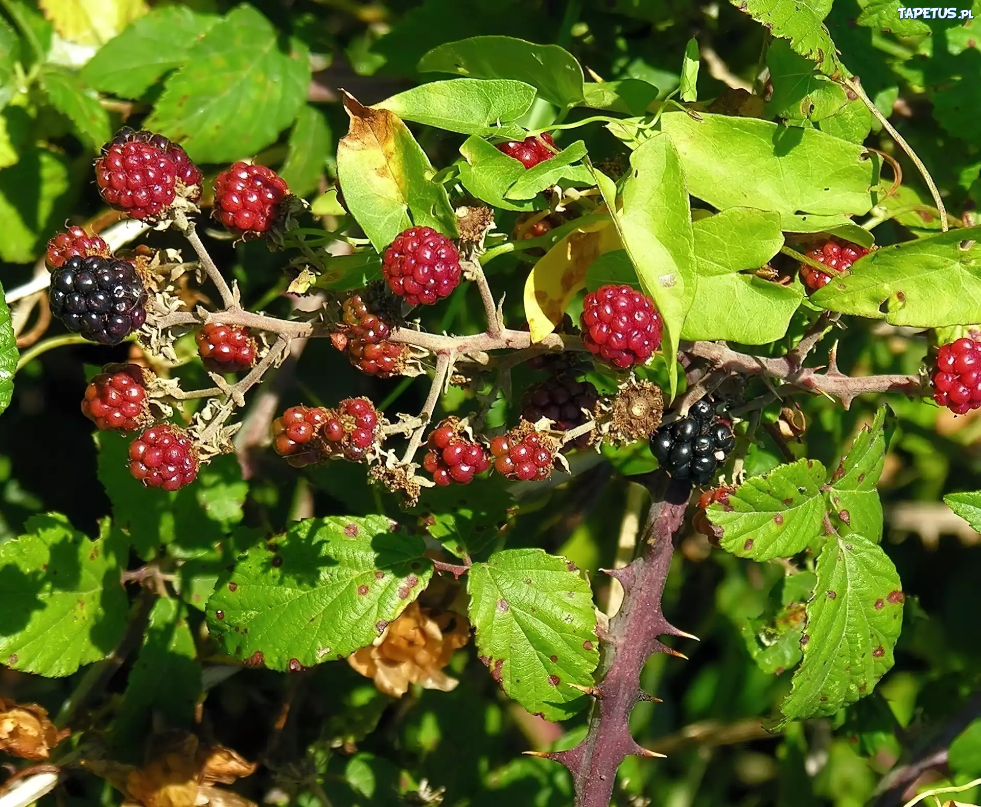 Jeżyny, Kolce