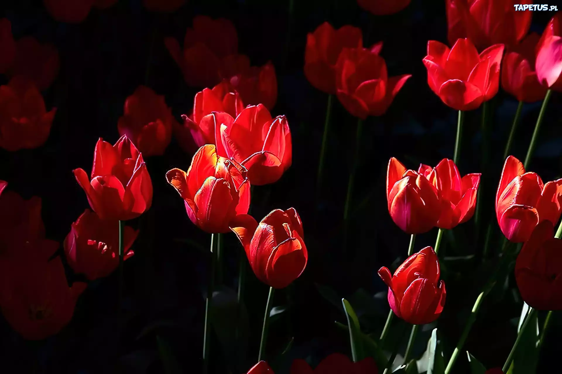 Kwiaty, Czerwone, Tulipany
