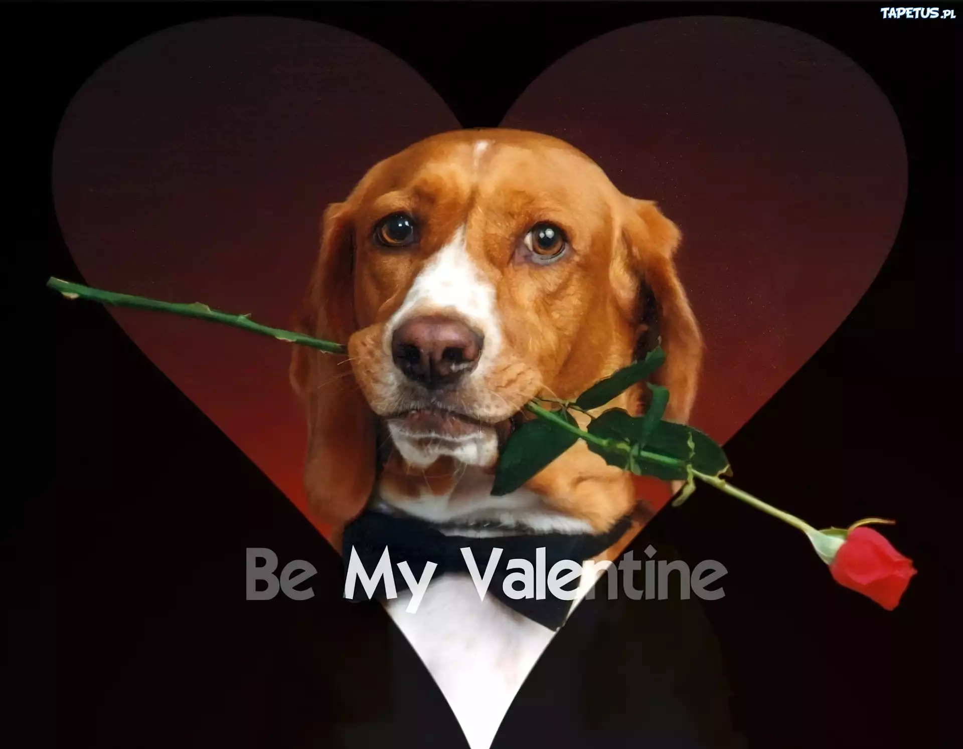 Czerwona, Róża, Pies, Be My Valentine