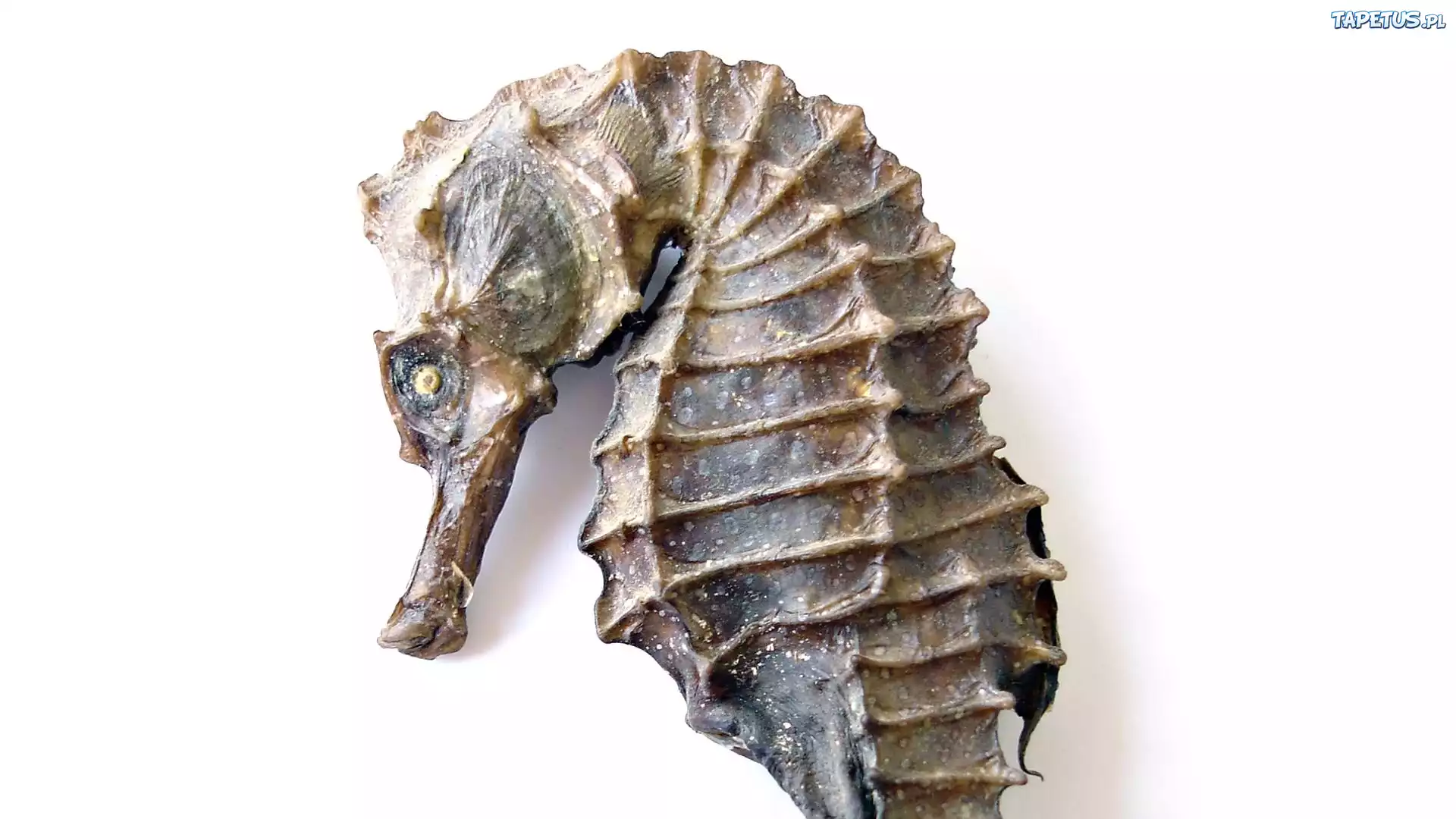 Konik, Morski
