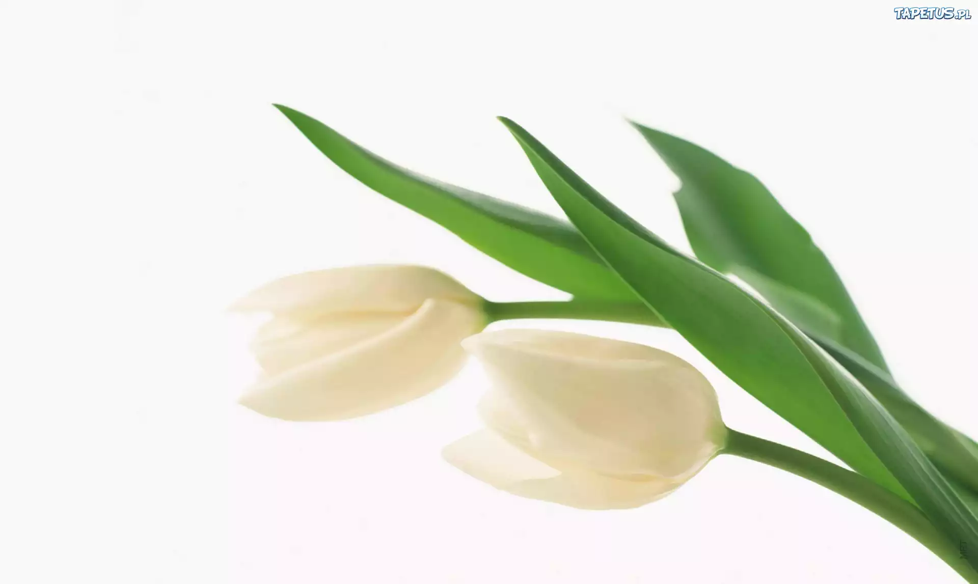 Dwa, Białe, Tulipany