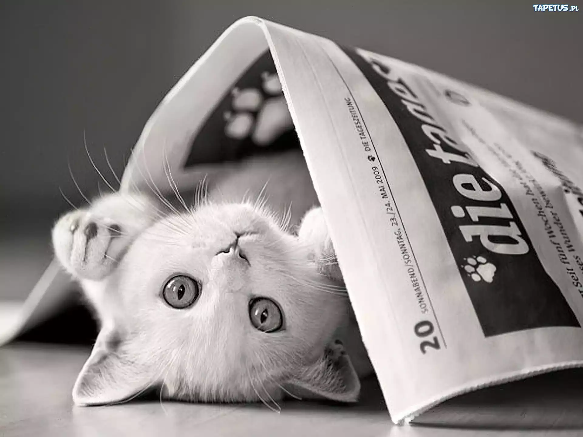 Kot, Gazeta