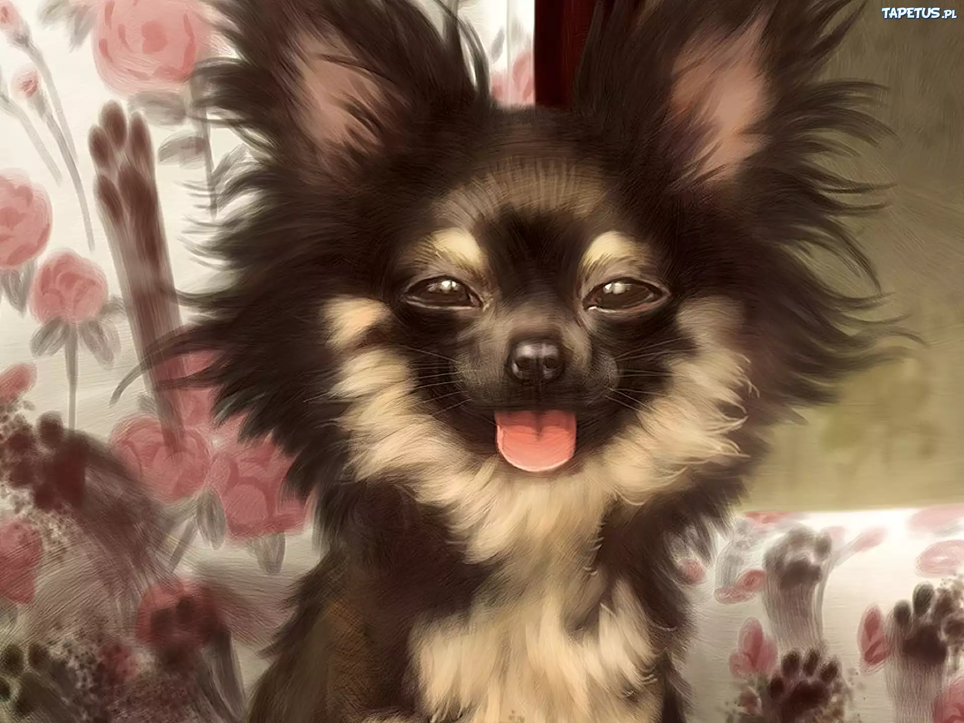Pies, Śmieszny, Chihuahua długowłosa