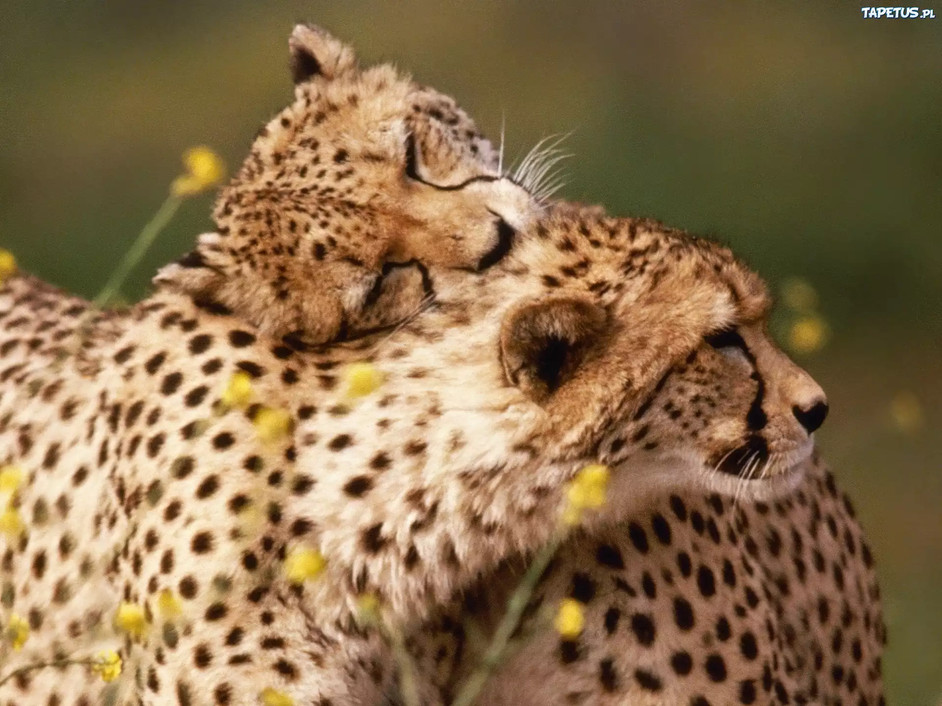 Animal couple. Семейство кошачьих гепард. Красивые животные. Гепард и леопард. Влюбленные животные.