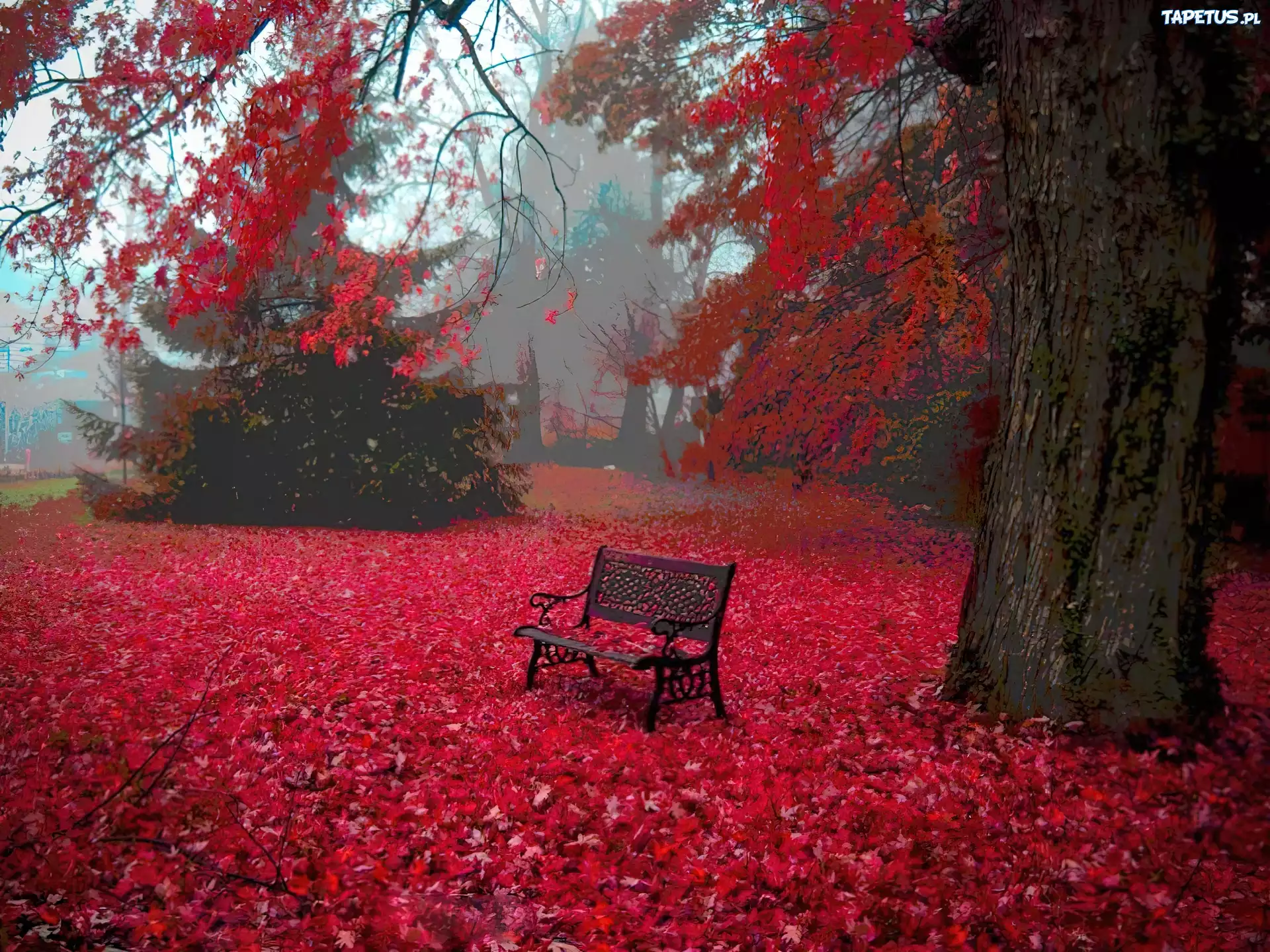 Park, Ławka, Czerwone, Liście