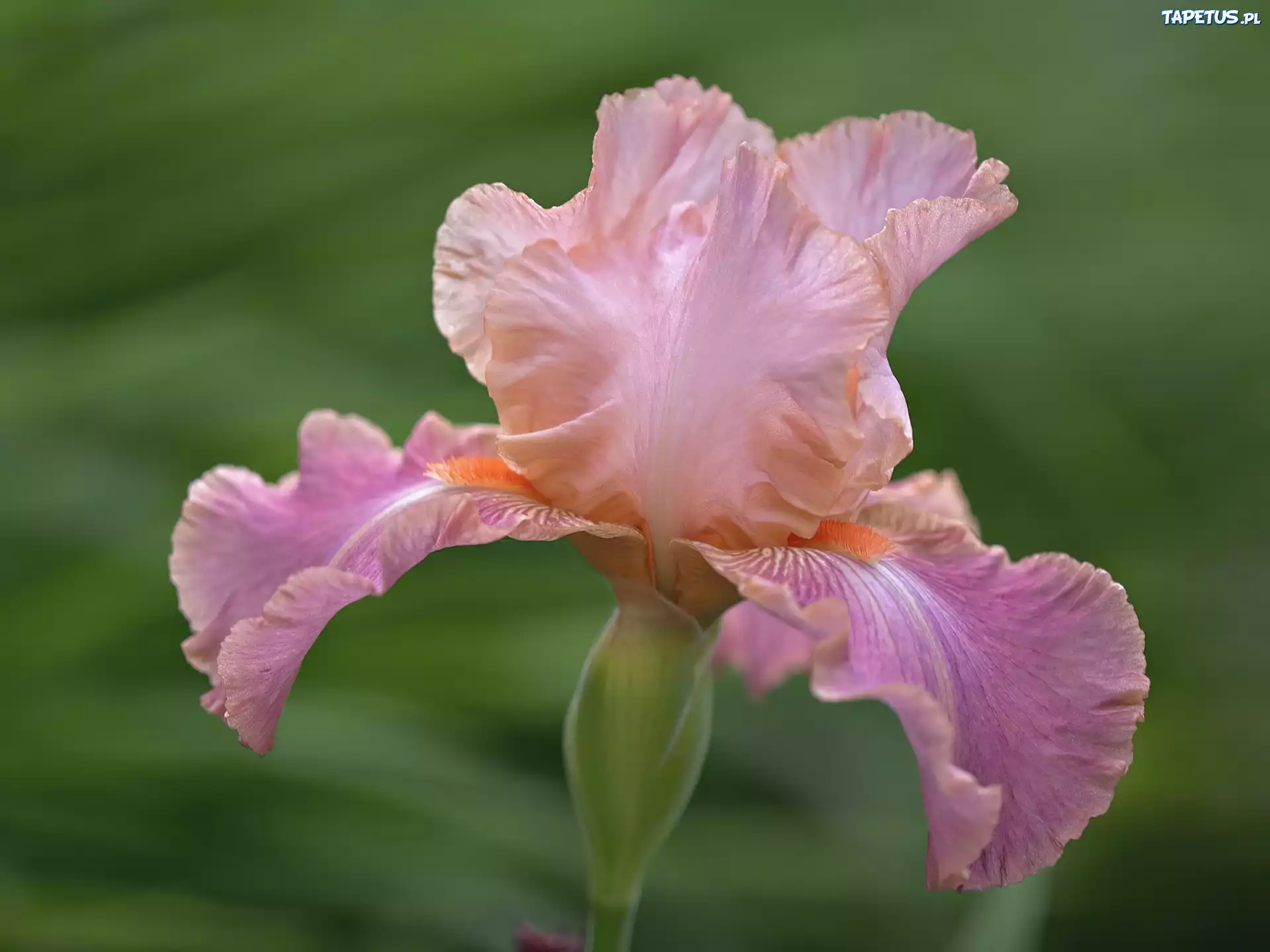 Liliowy, Irys
