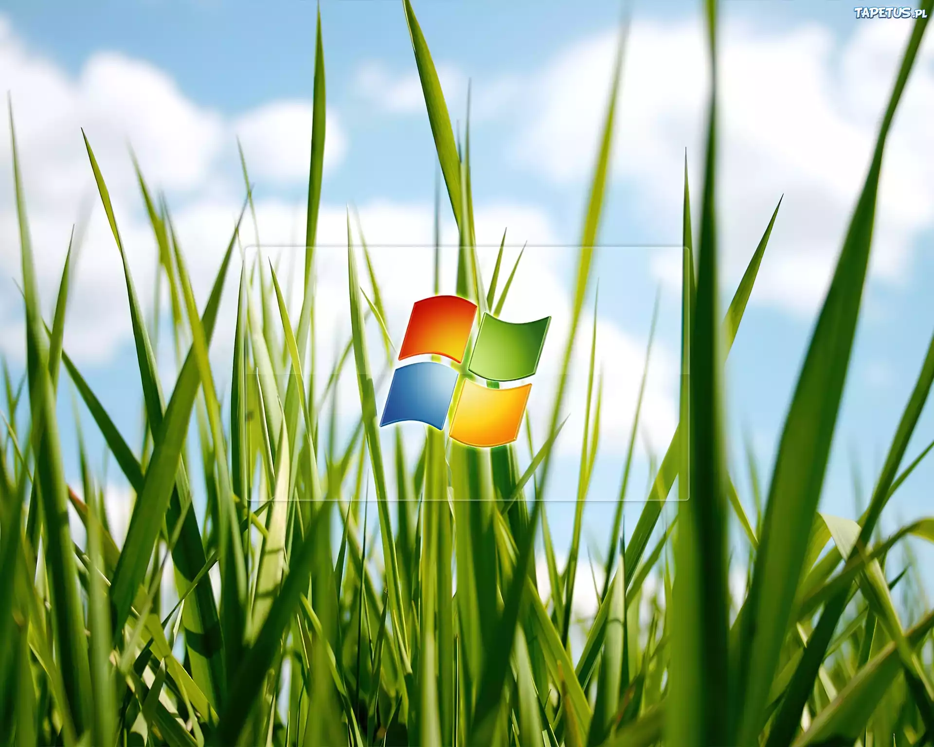 Logo, Windows, Trawa