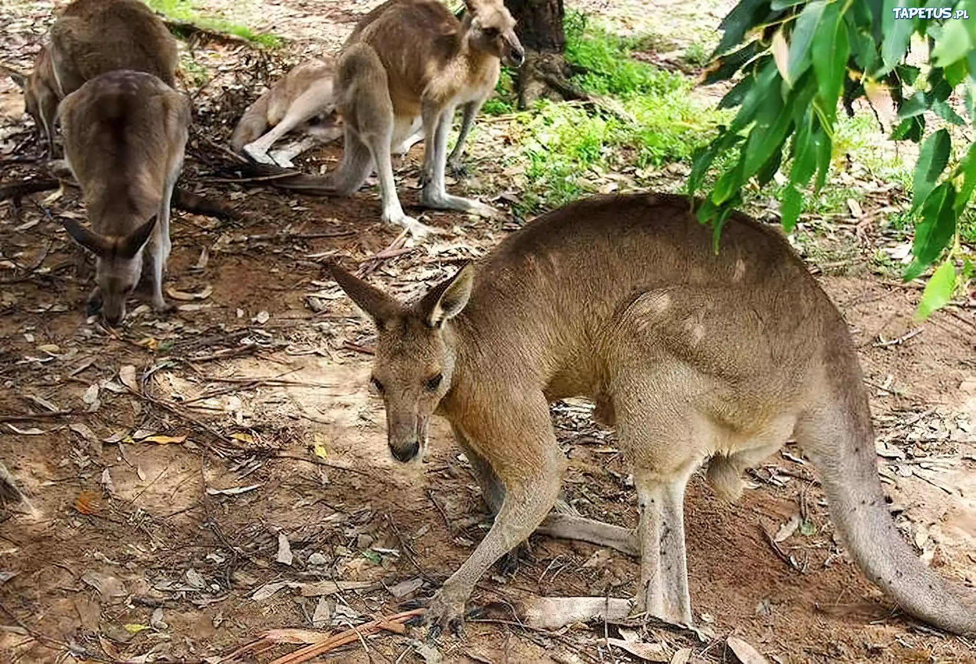 Kangury, Australia