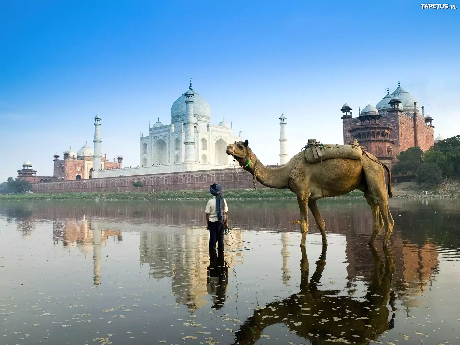 Wielbłąd, Agra, Indie