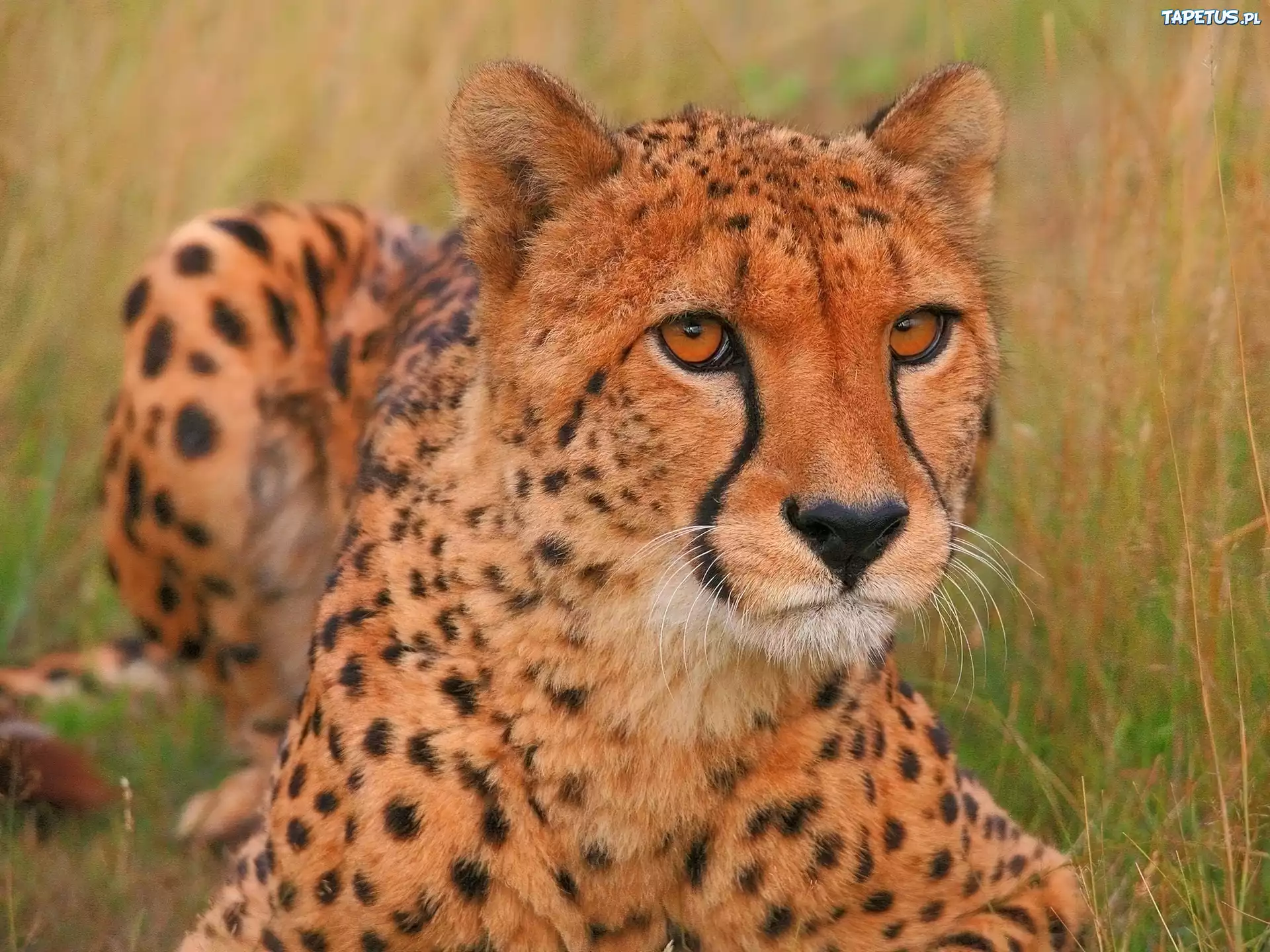 Drapieżny, Gepard