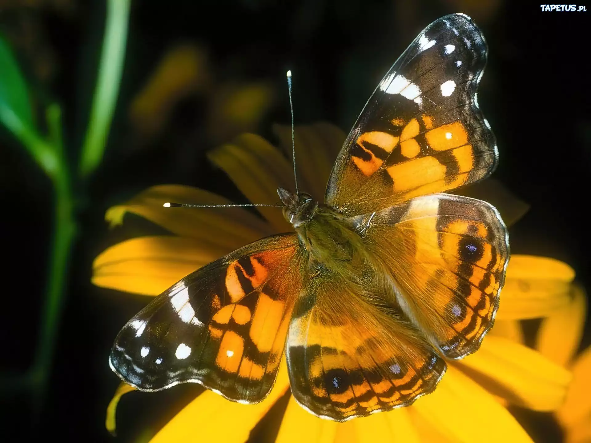 Czarno, Pomarańczowy, Motyl, Kwiat