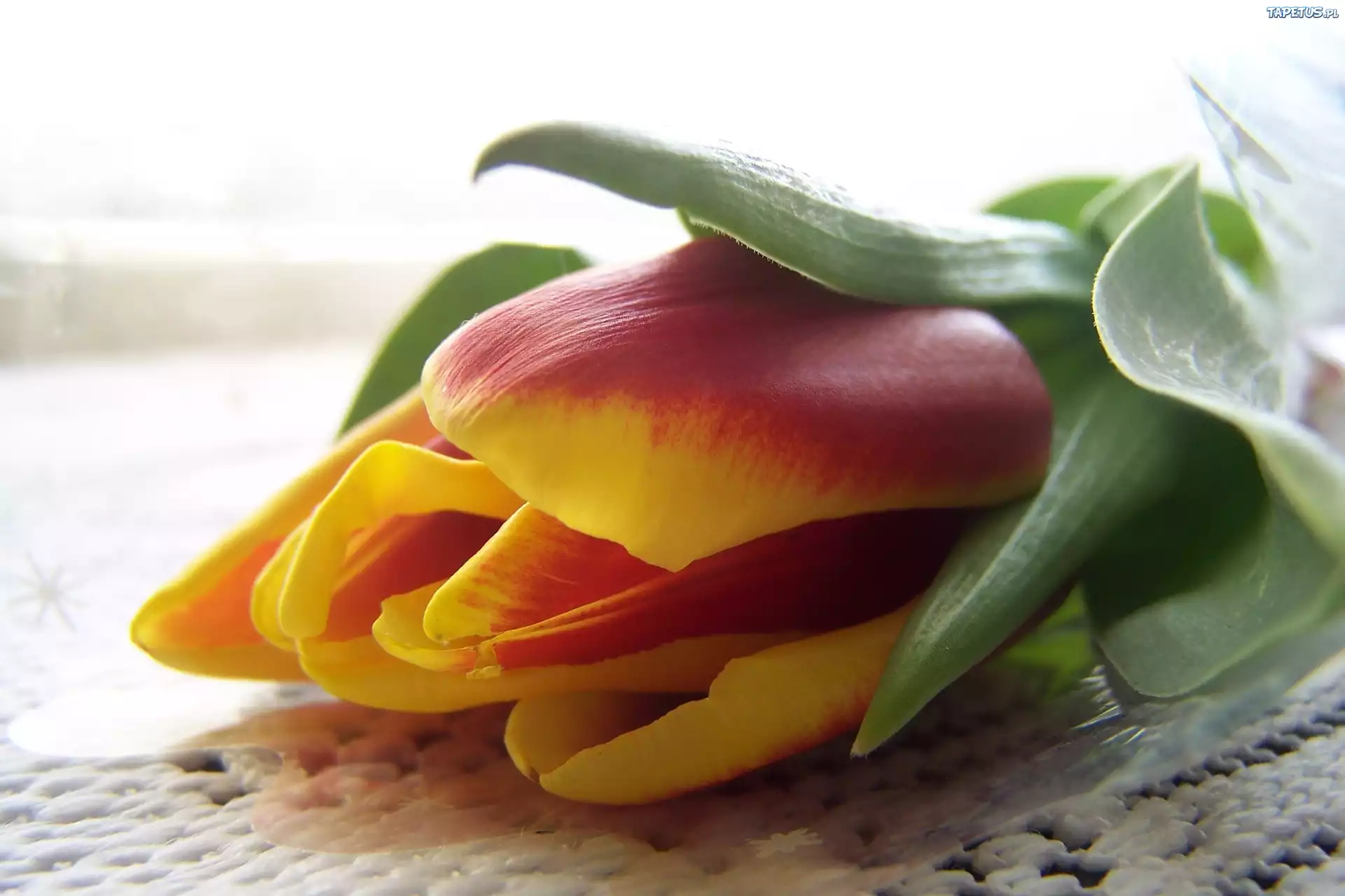 Tulipan, Obrus