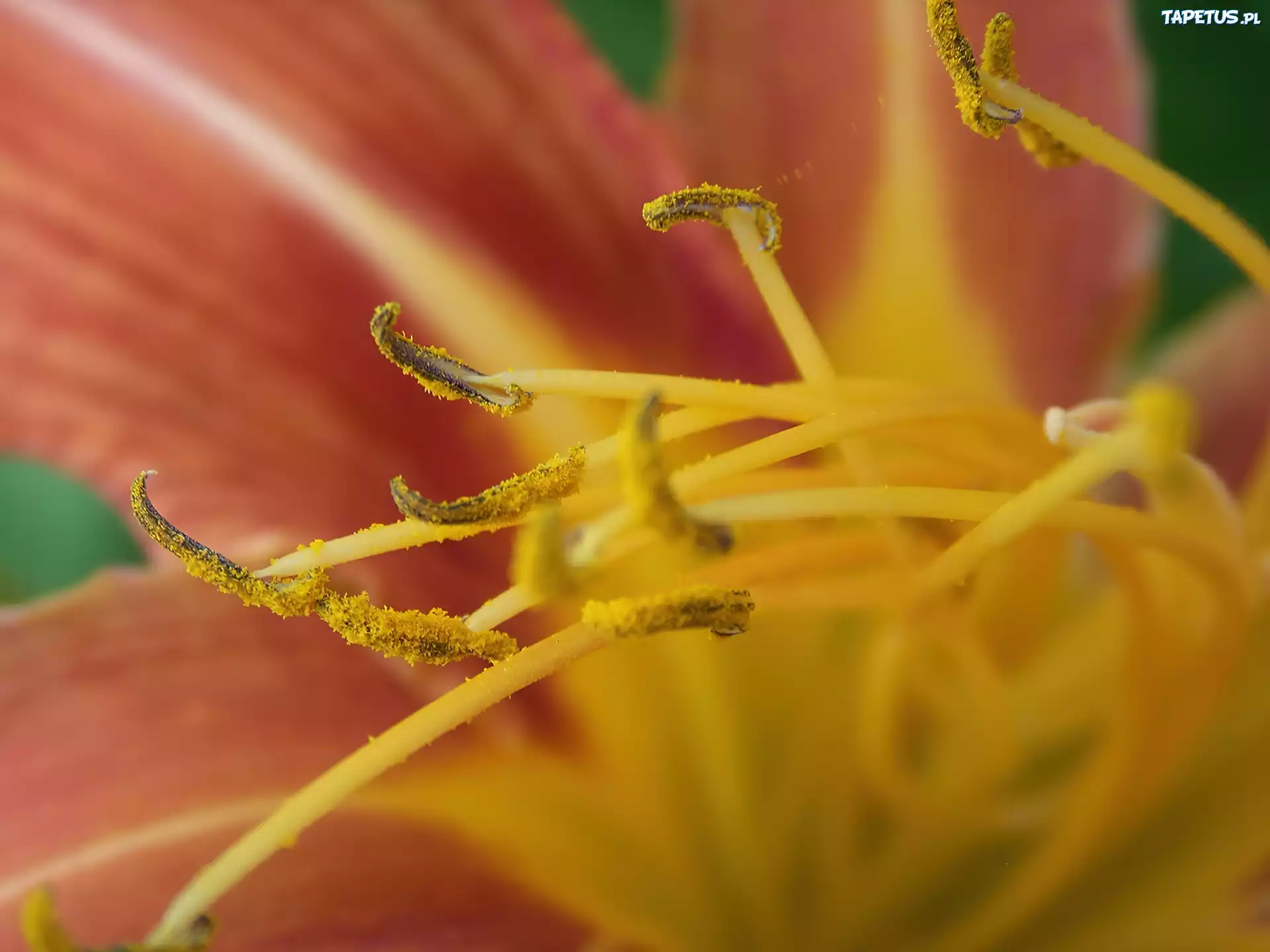 Liliowiec, Fotografia, Makro, Pręciki