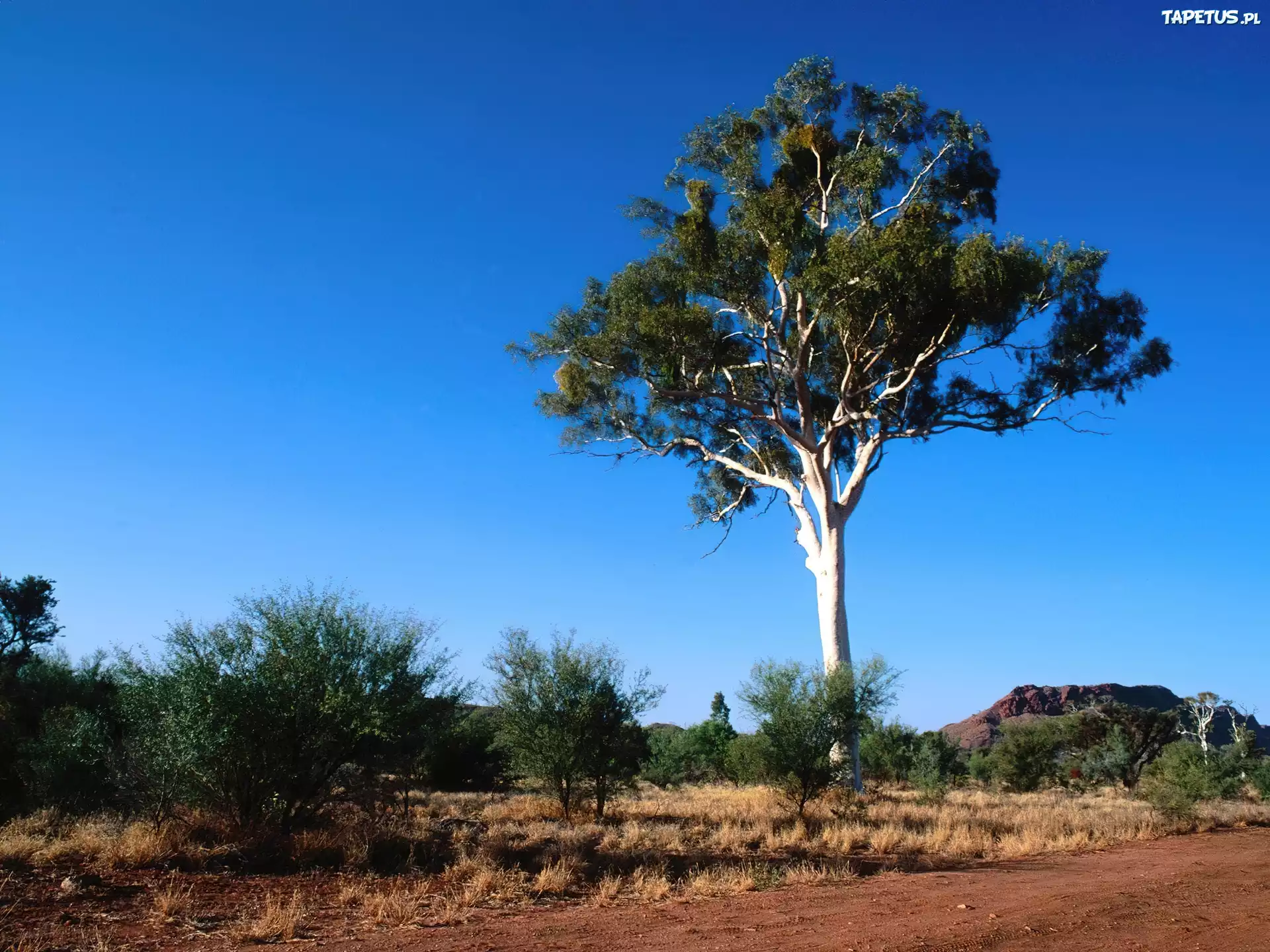 Drzewo, Krajobraz, Pustynny, Australia