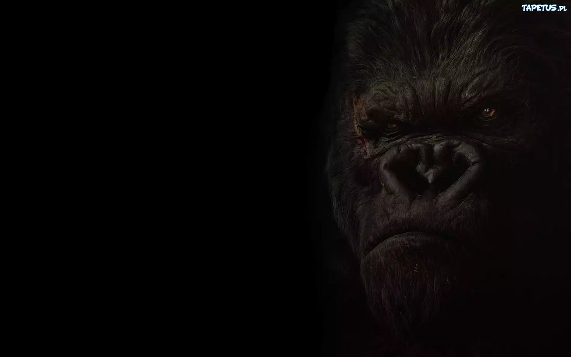 King-Kong