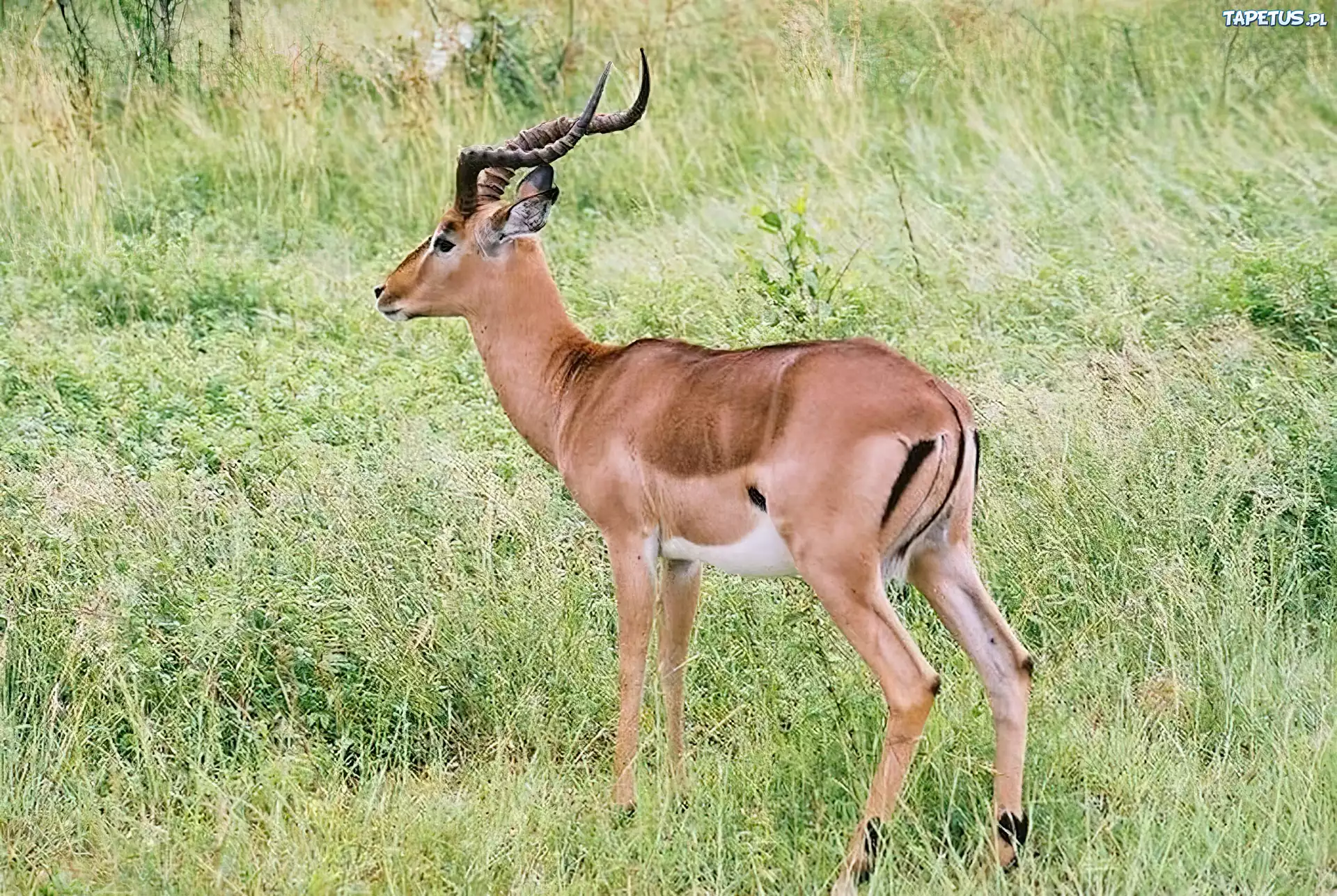 Antylopa, Impala