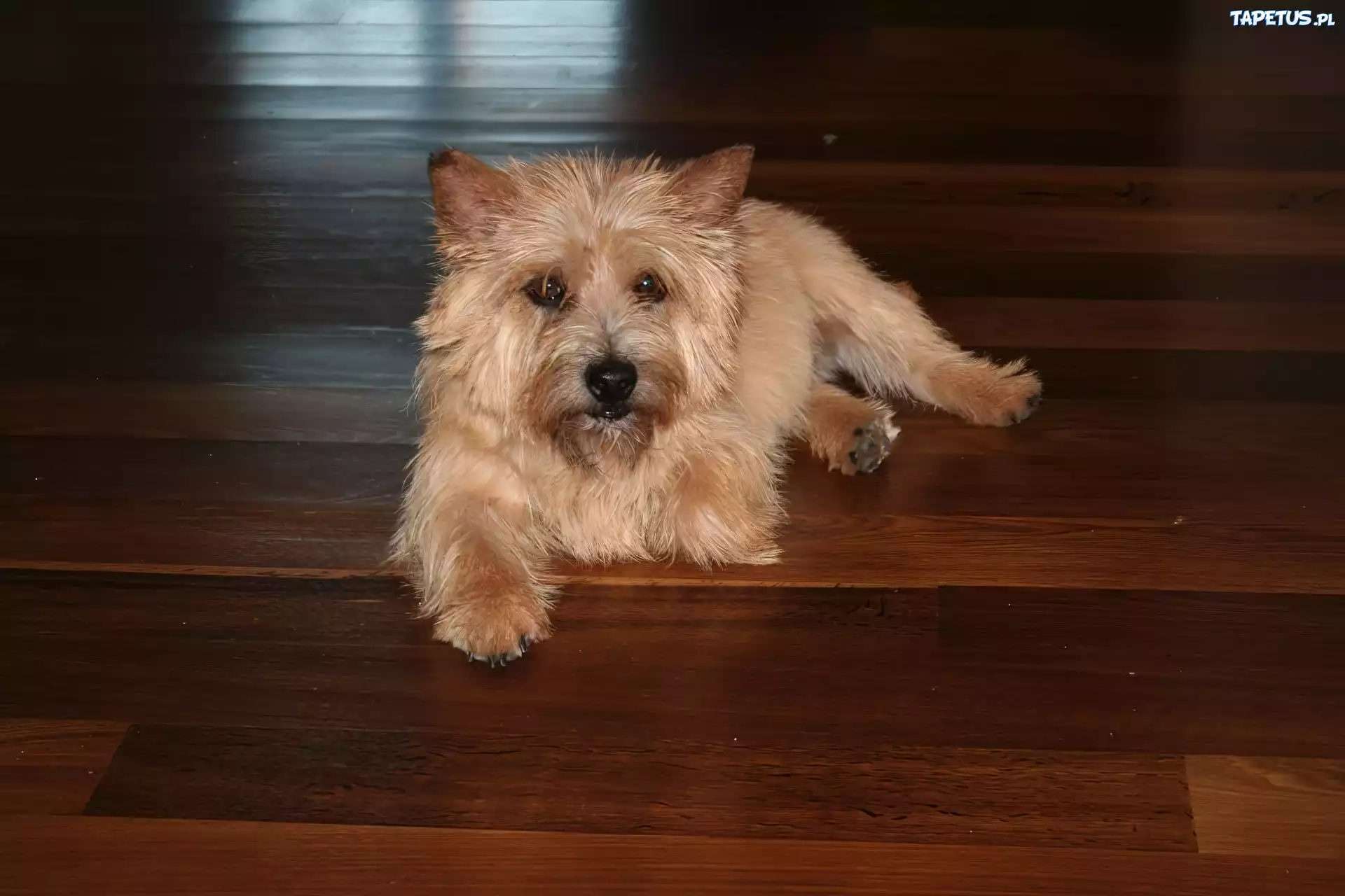 Norwich terrier