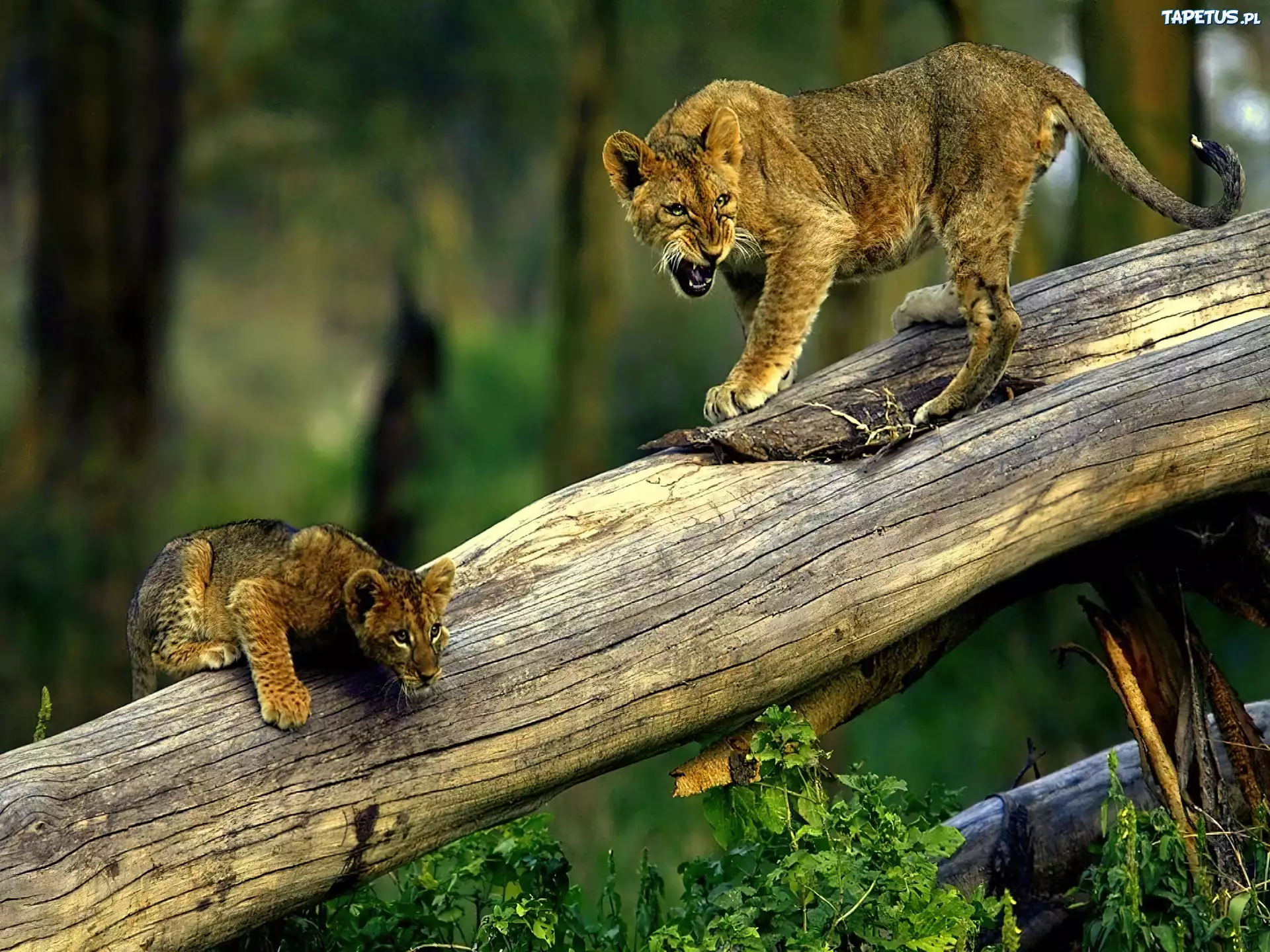 Львенок ползущий по дереву без смс